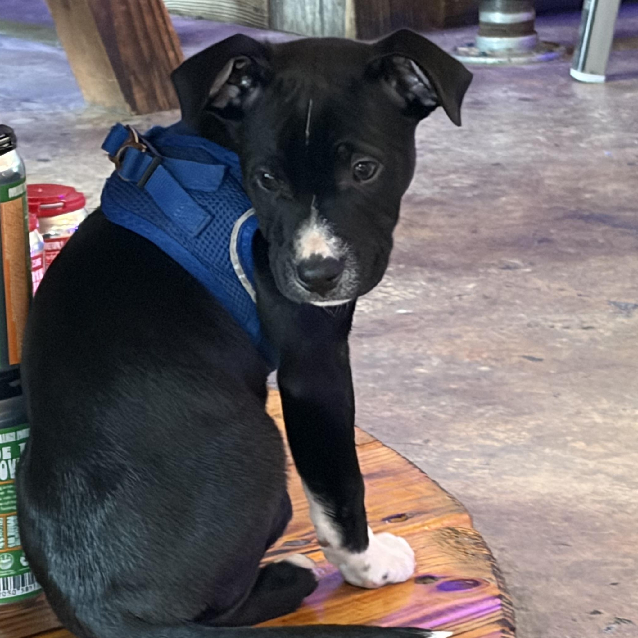 George, a ADOPTABLE mixed breed in Calabash, NC image 1/2