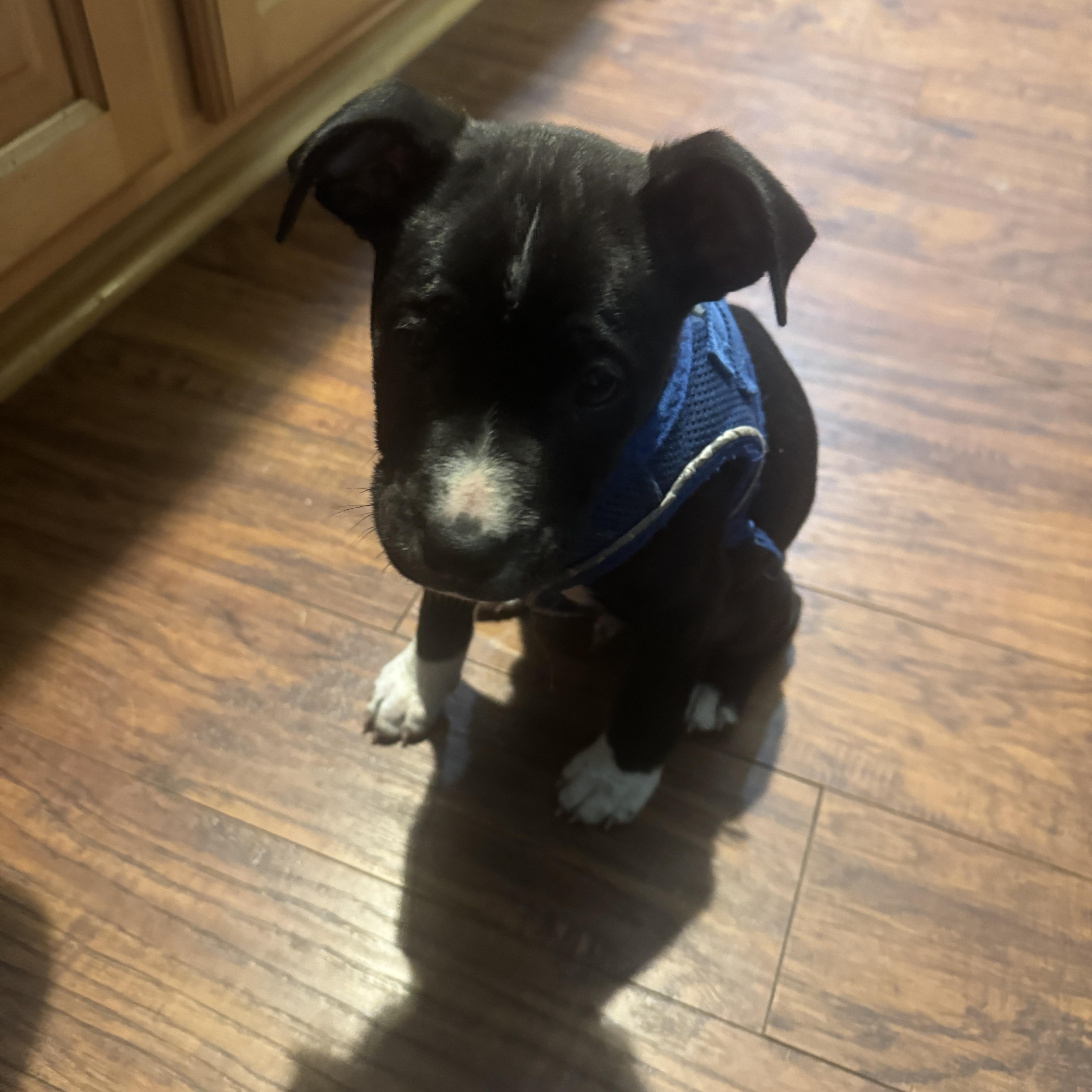 George, a ADOPTABLE mixed breed in Calabash, NC image 2/2