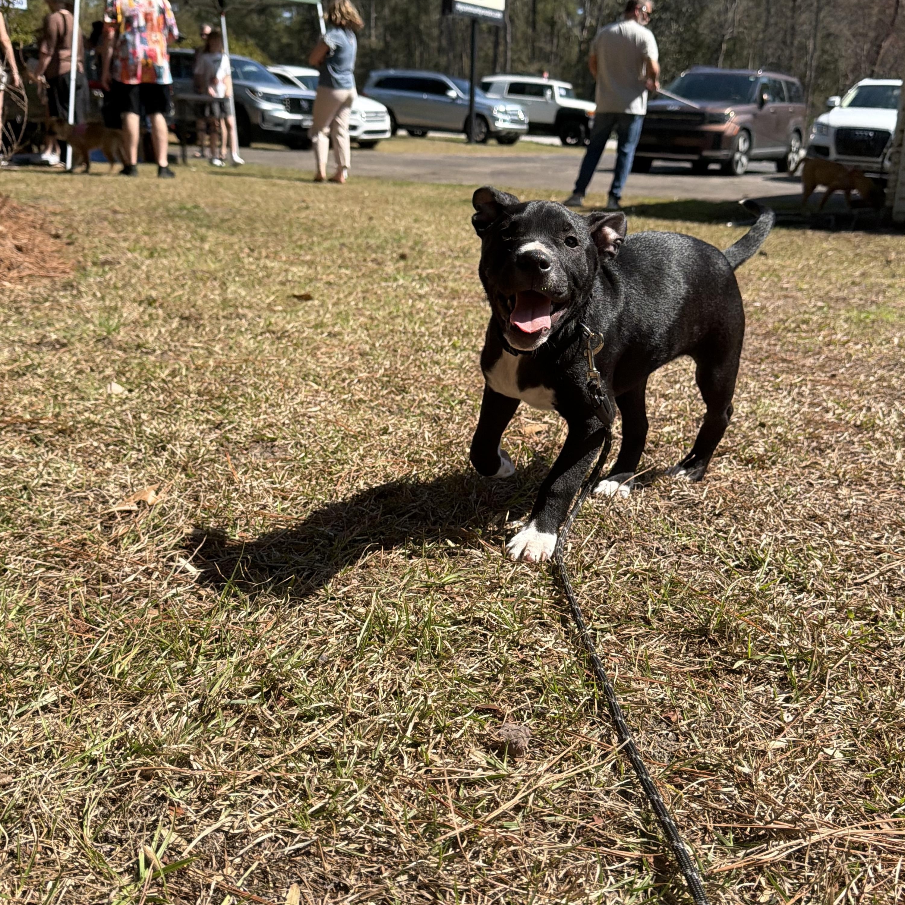 George, ADOPTABLE, Young Male Mixed Breed.