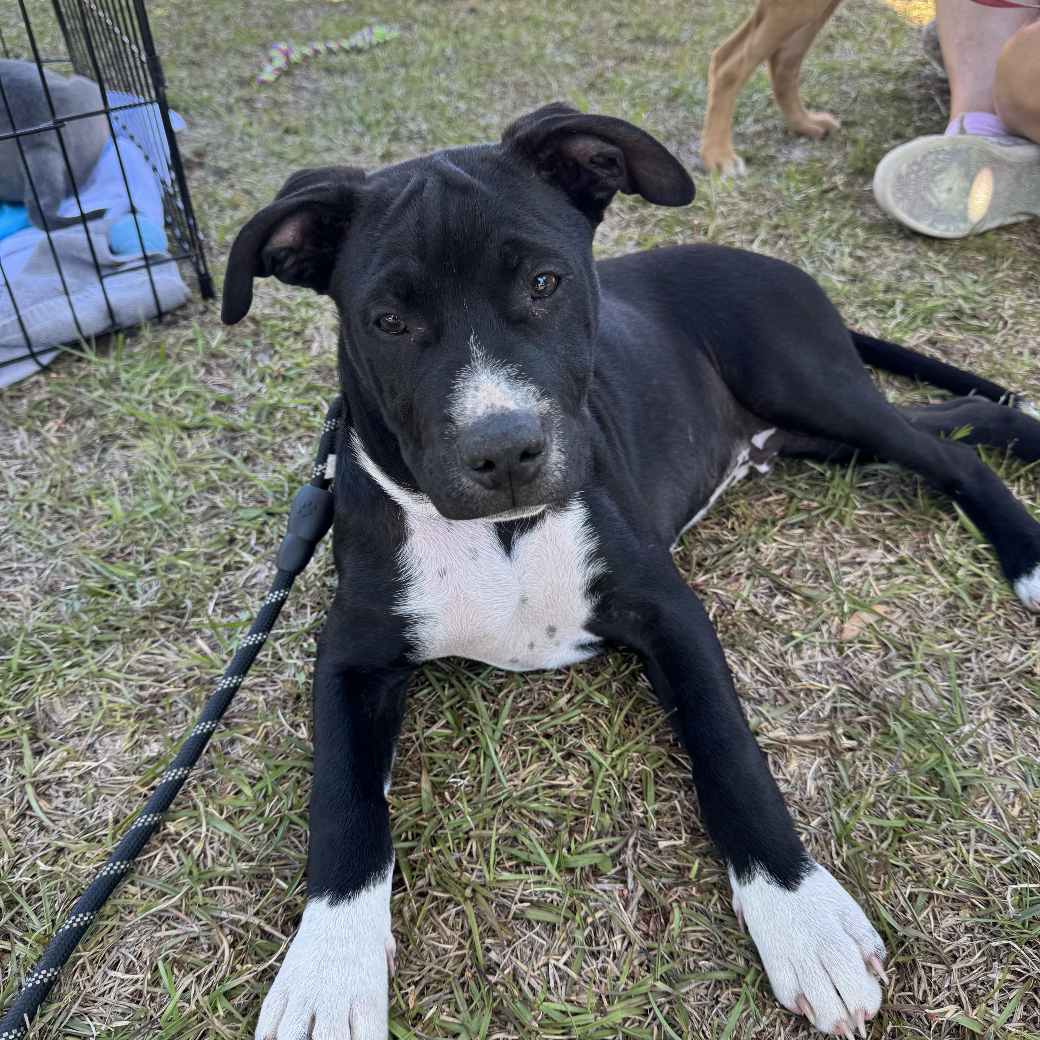 Enlarge George, a ADOPTABLE mixed breed in Calabash, NC image 5/6