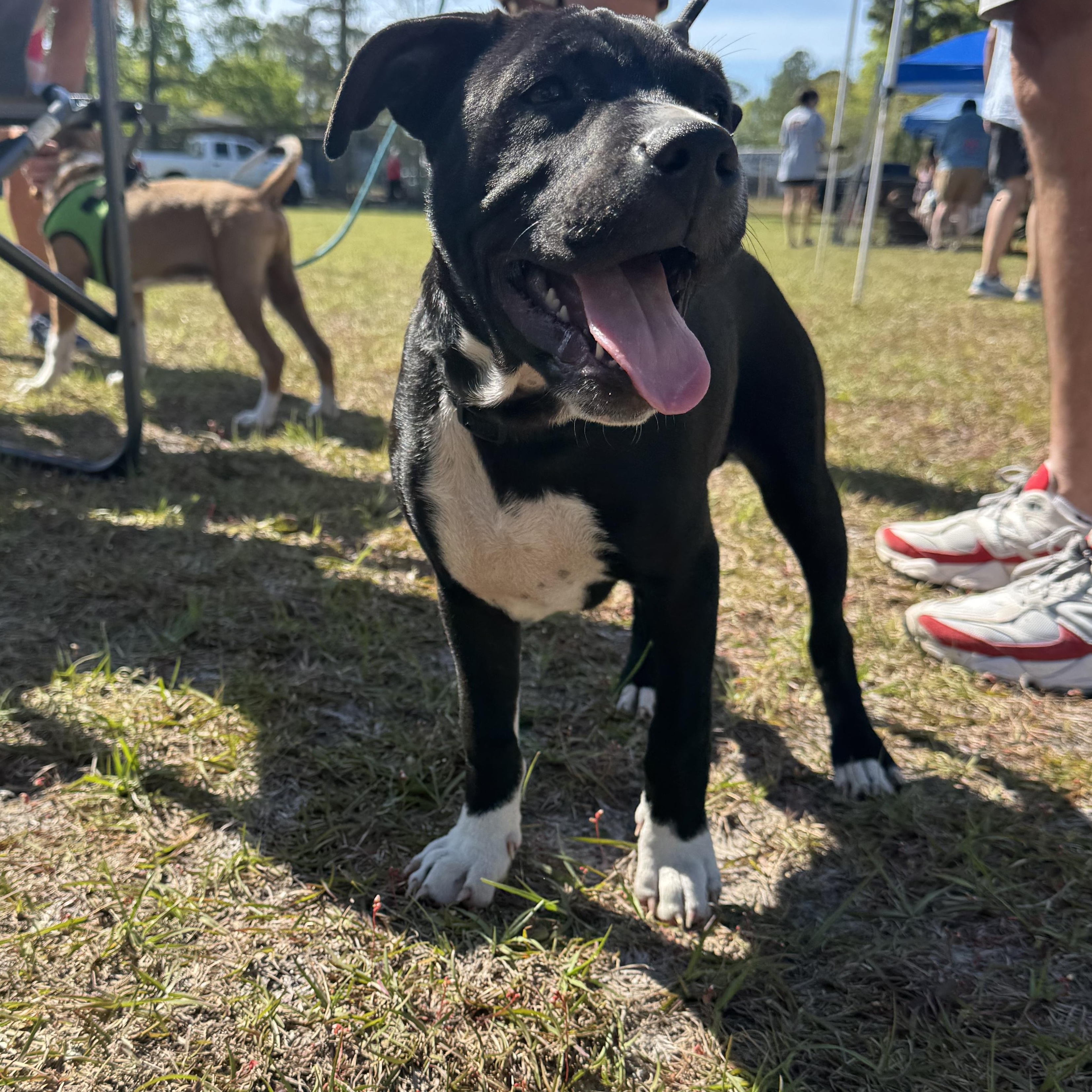 Enlarge George, a ADOPTABLE mixed breed in Calabash, NC image 4/6