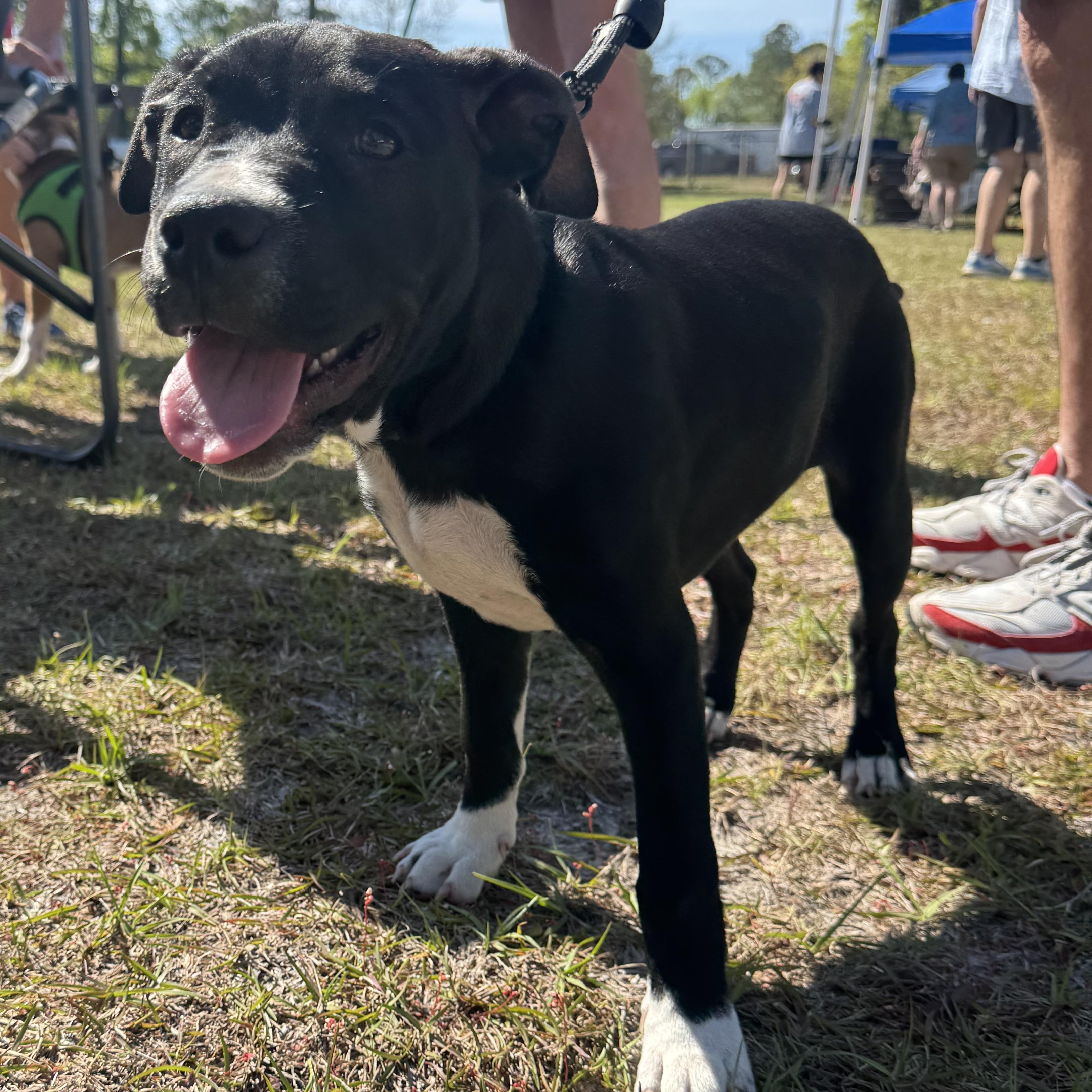 Enlarge George, a ADOPTABLE mixed breed in Calabash, NC image 1/6