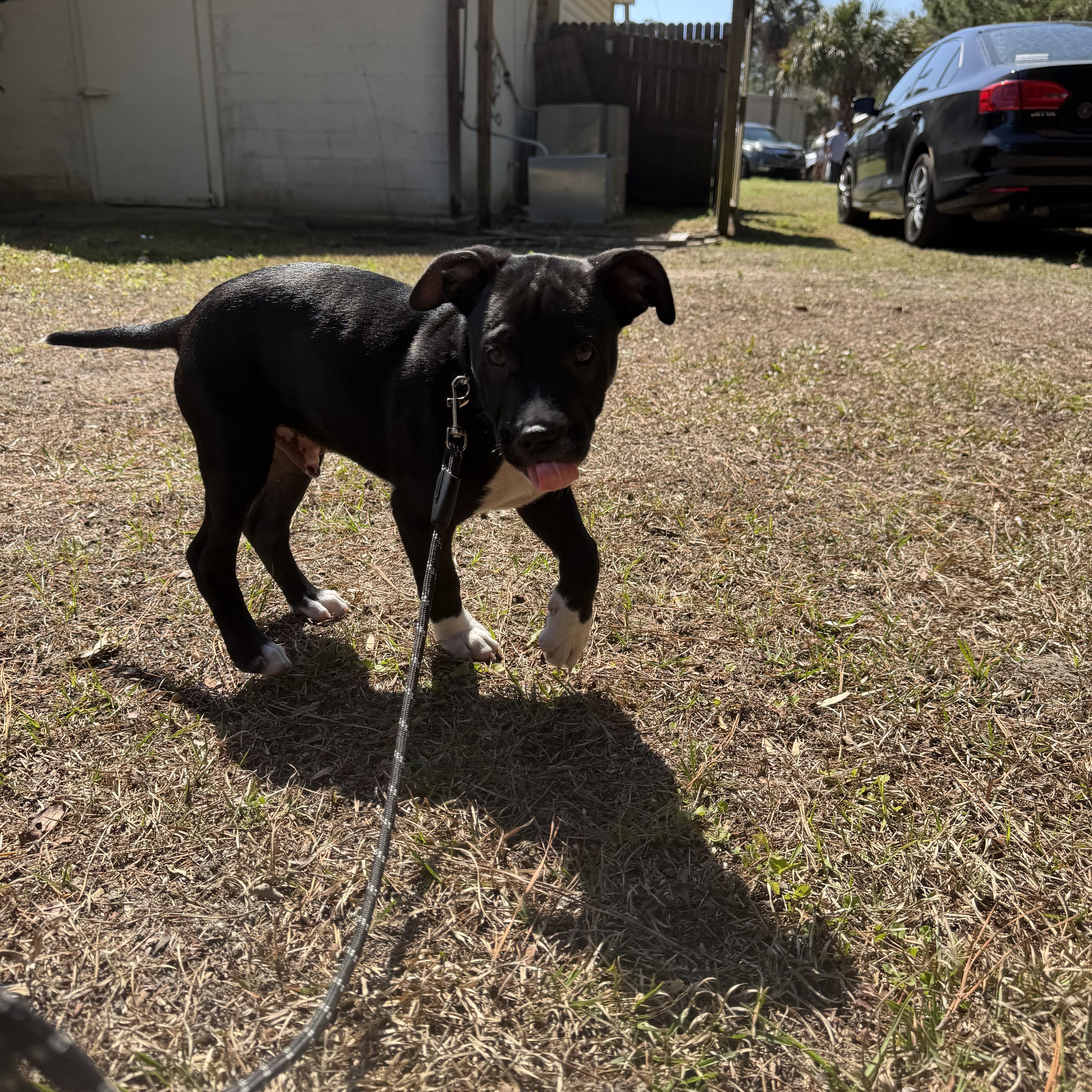 Enlarge George, a ADOPTABLE mixed breed in Calabash, NC image 3/4