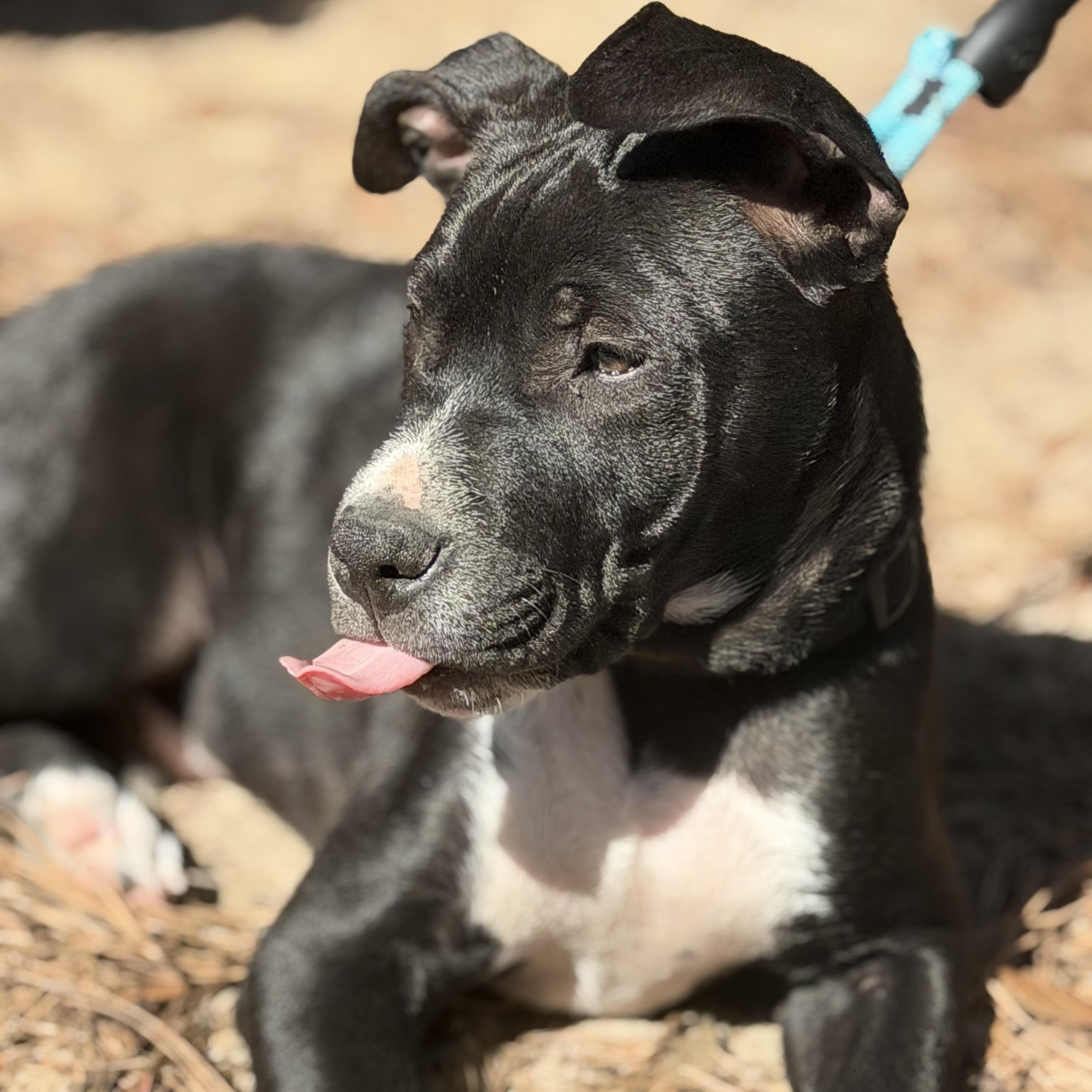 Enlarge George, a ADOPTABLE mixed breed in Calabash, NC image 2/6