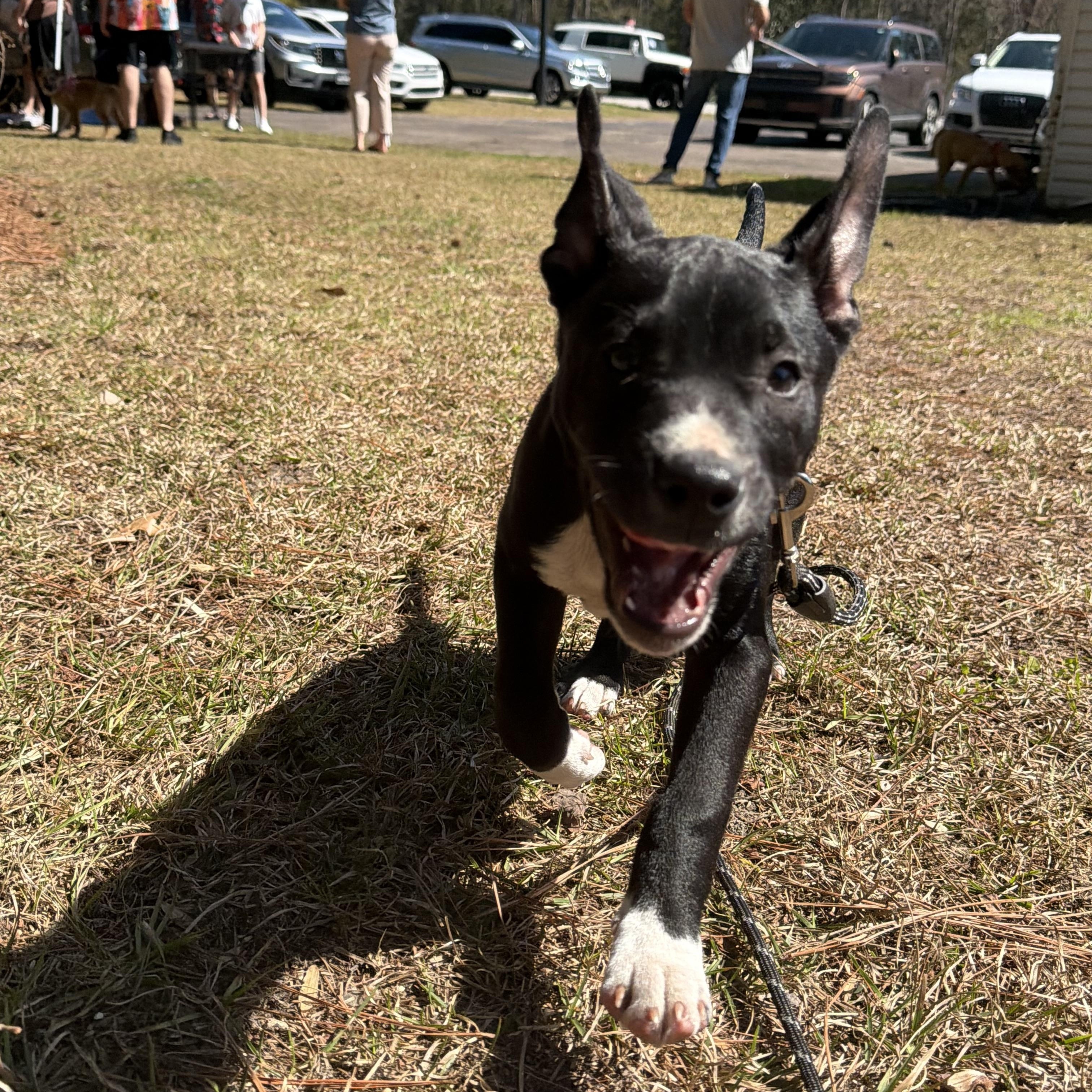 Enlarge George, a ADOPTABLE mixed breed in Calabash, NC image 2/4