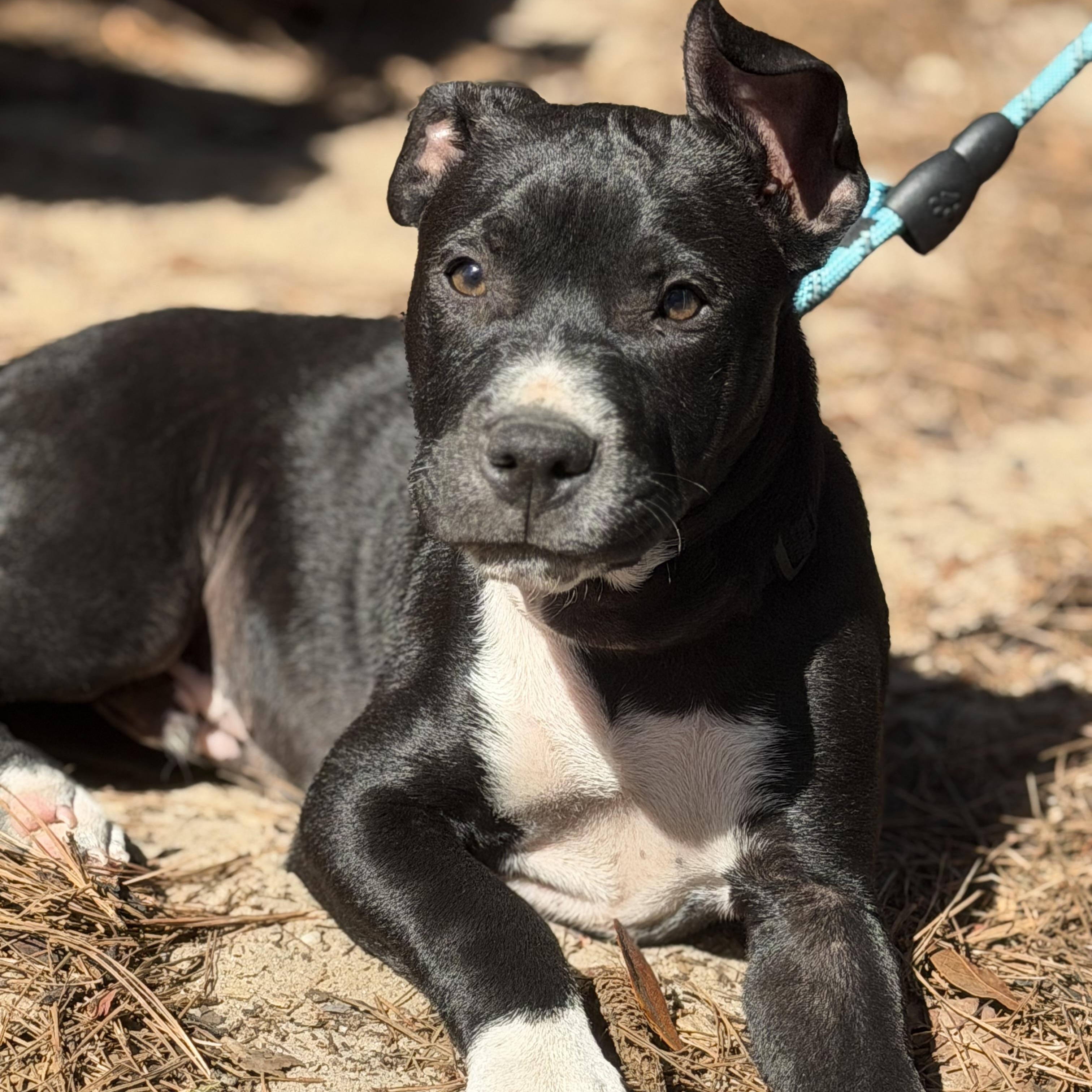 Enlarge George, a ADOPTABLE mixed breed in Calabash, NC image 6/6