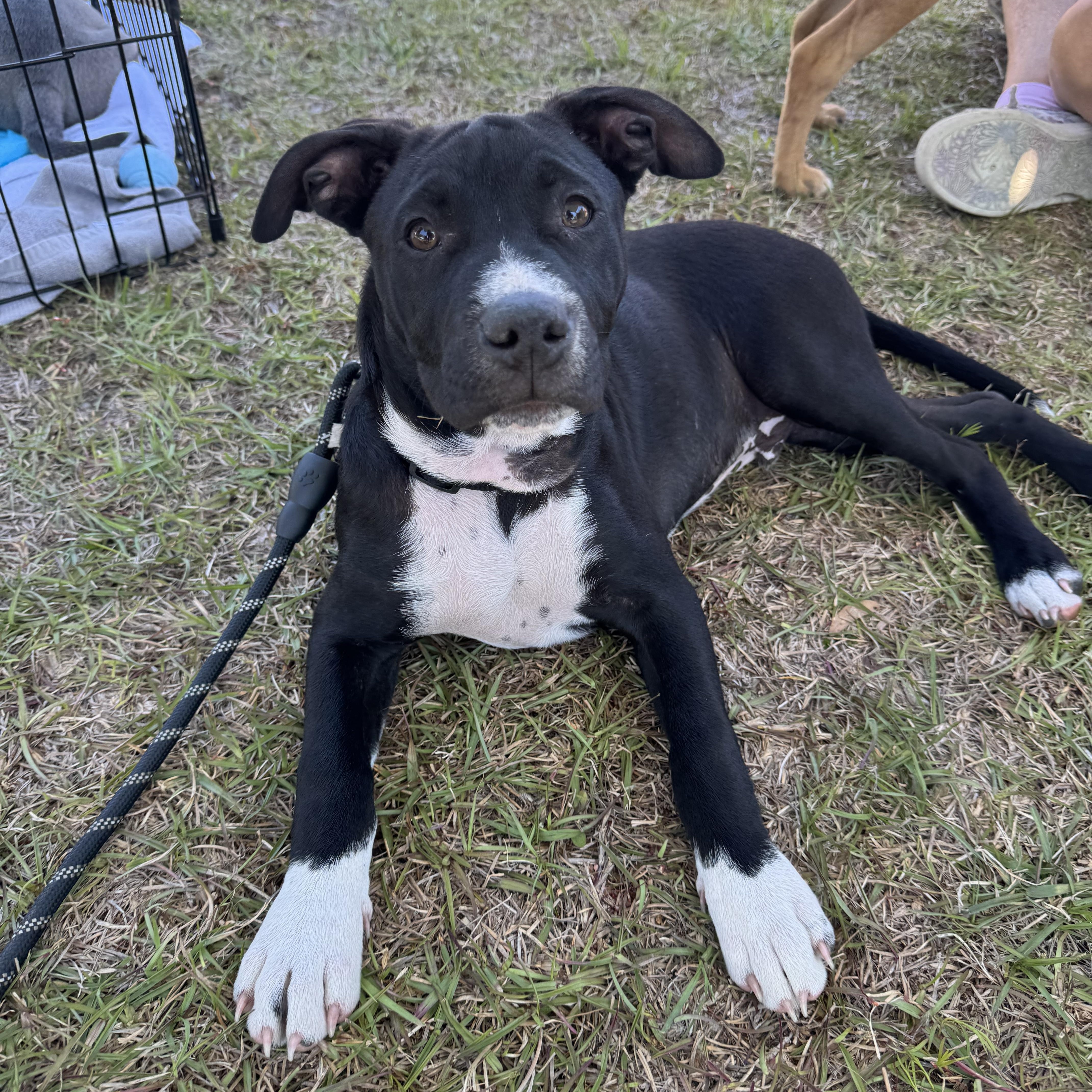 Enlarge George, a ADOPTABLE mixed breed in Calabash, NC image 3/6