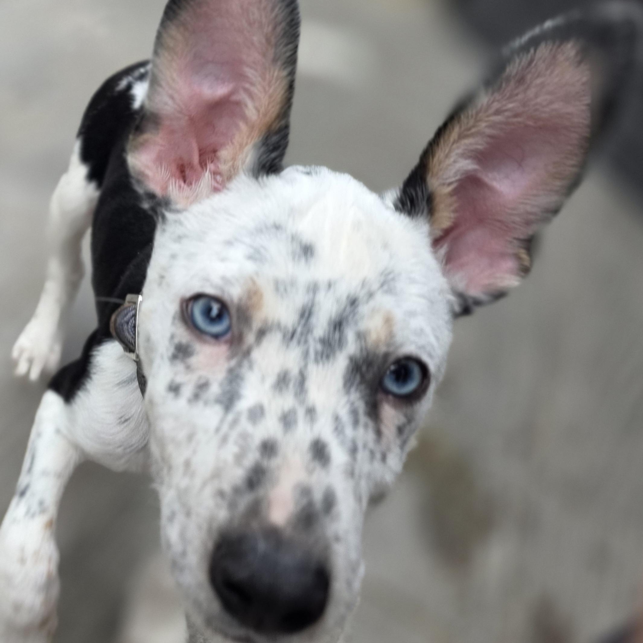 Dice, an adopted mixed breed in Blue Bell, PA image 1/6