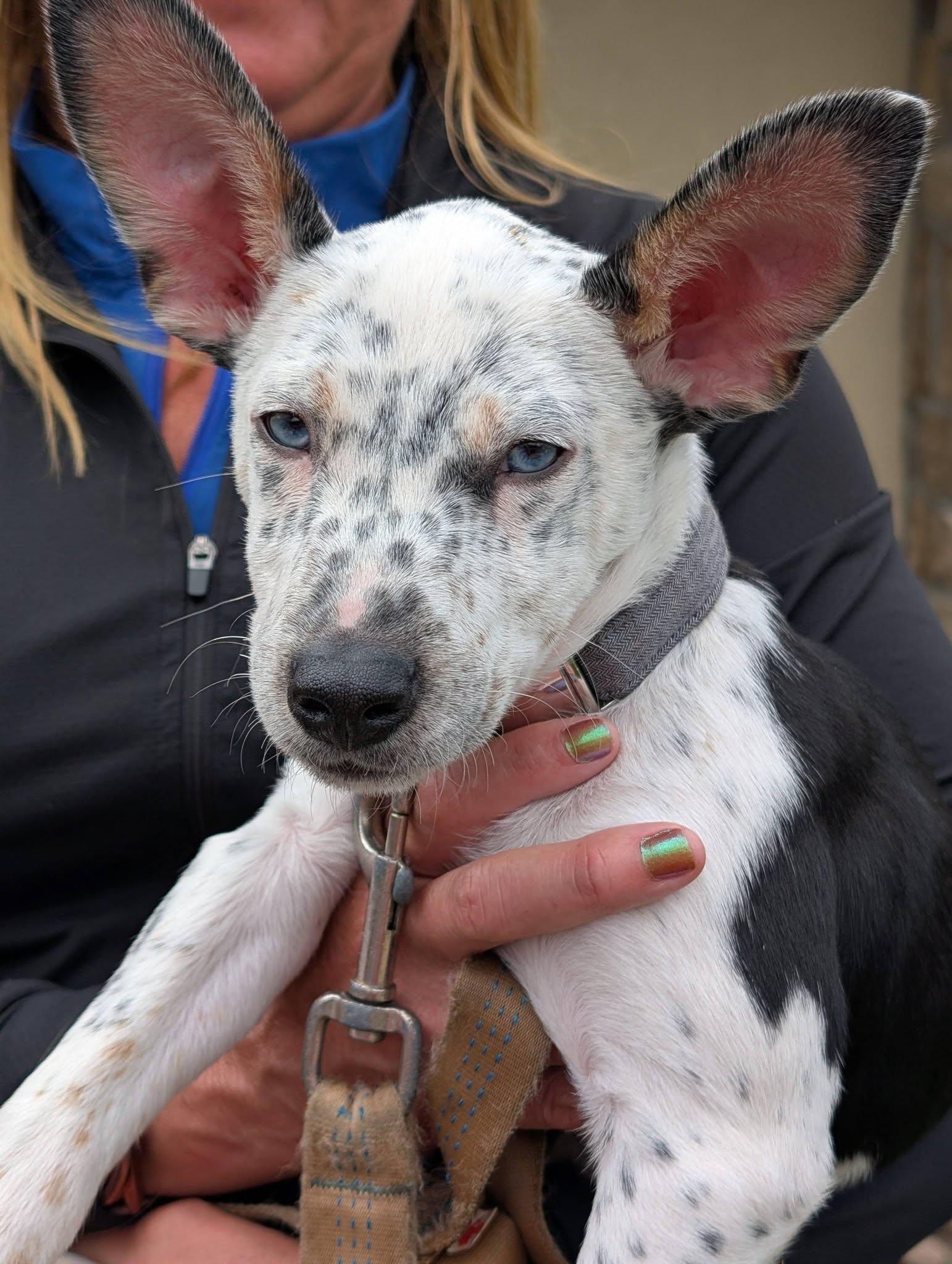 Dice, an adopted mixed breed in Blue Bell, PA image 4/6