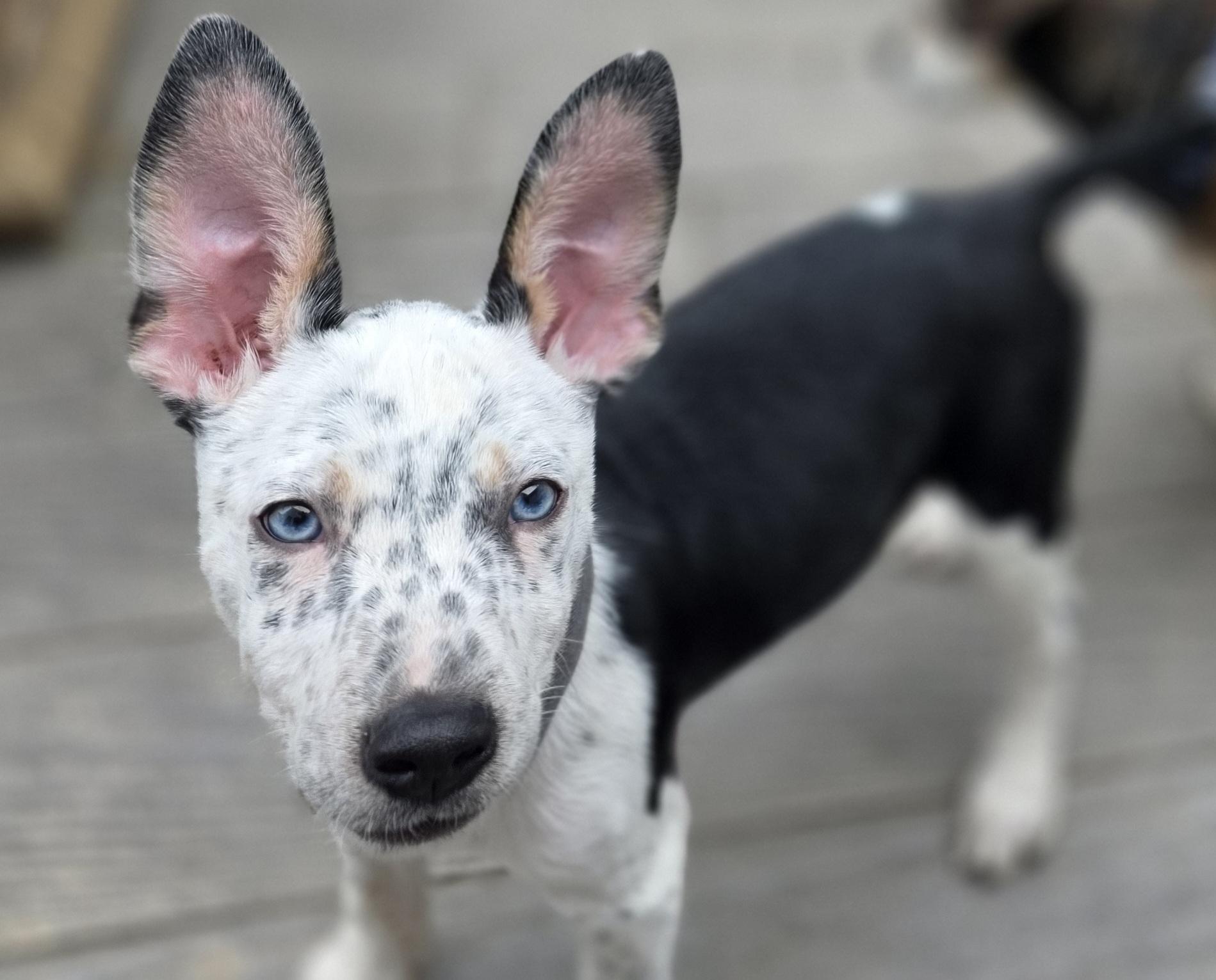 Dice, an adopted mixed breed in Blue Bell, PA image 3/6