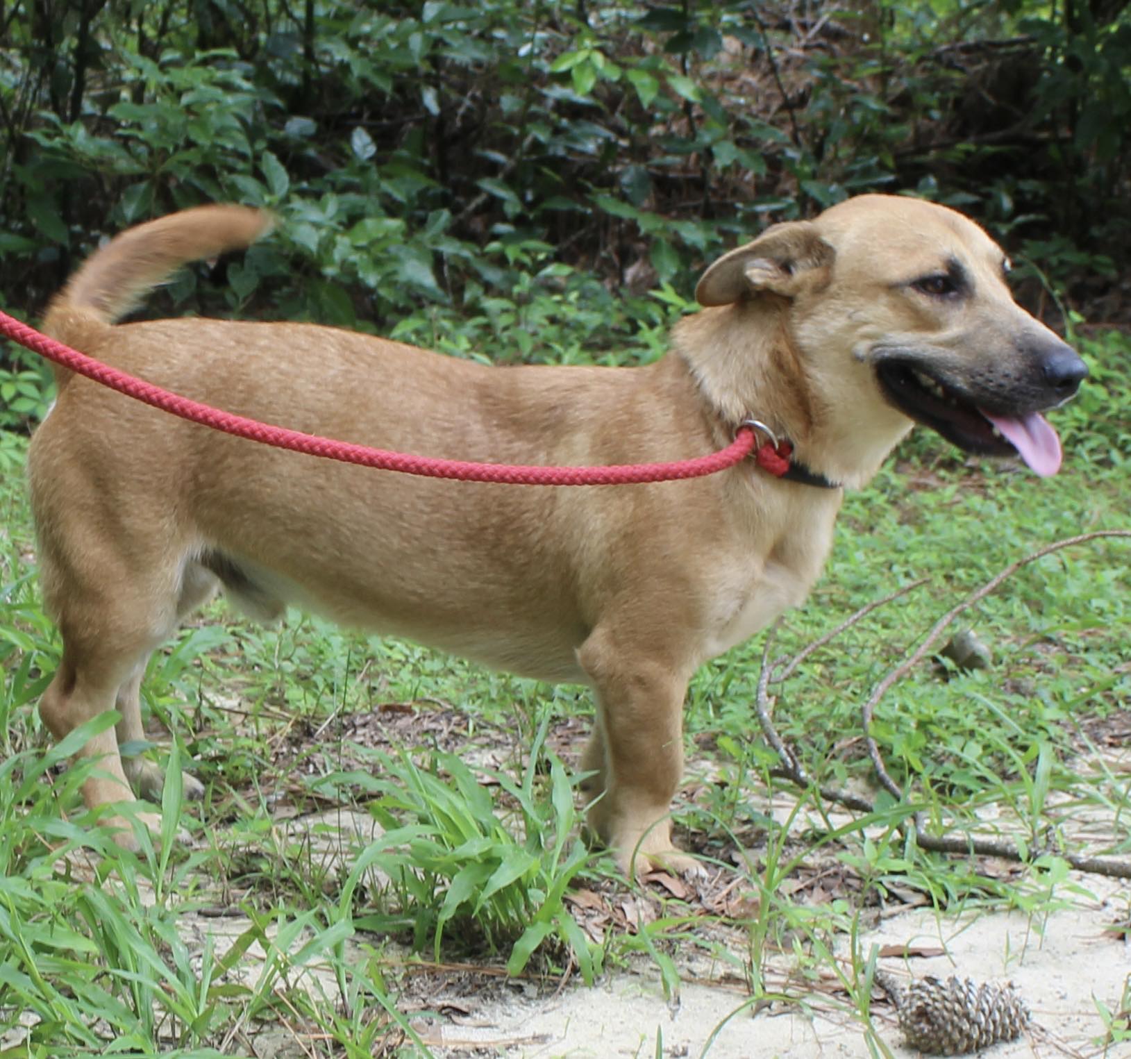 Enlarge Toby Keith, a Adopted mixed breed in Monticello, FL image 3/3