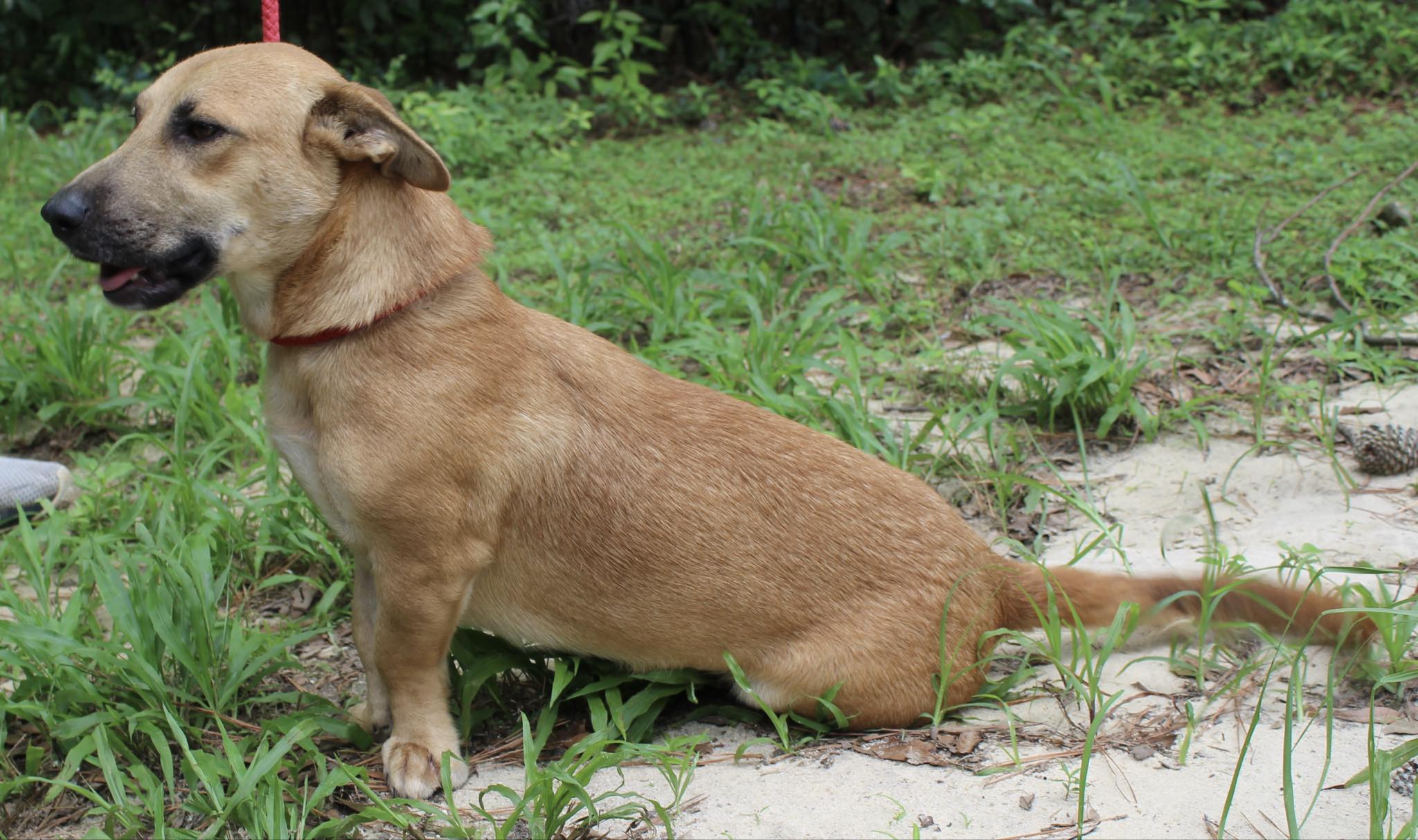 Enlarge Toby Keith, a Adopted mixed breed in Monticello, FL image 2/3