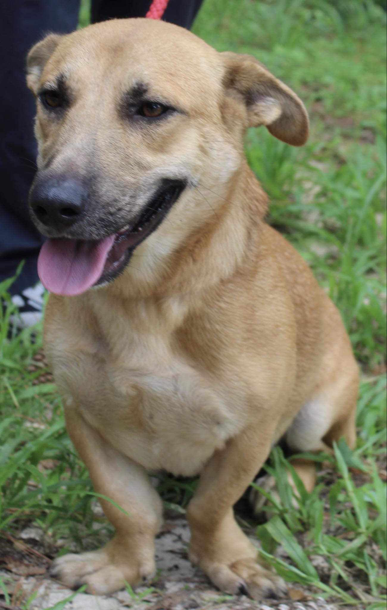 Toby Keith, Adopted, Young Male Corgi & German Shepherd Dog.