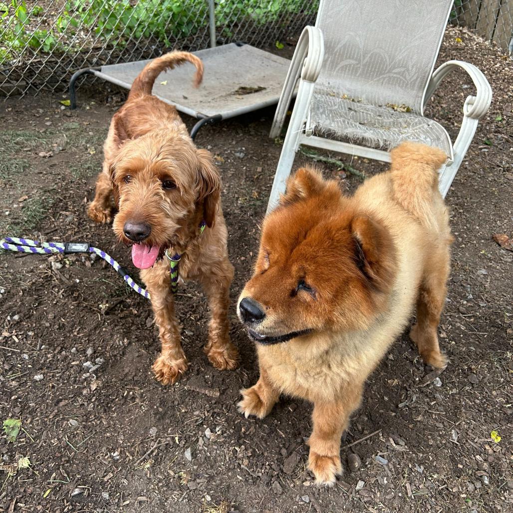 Enlarge Cherry, a Adoptable Labradoodle in Chester Springs, PA image 3/6