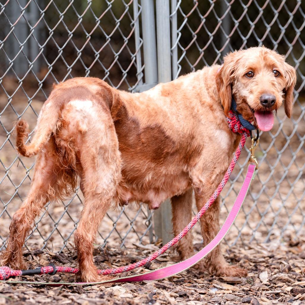 Enlarge Cherry, a Adoptable Labradoodle in Chester Springs, PA image 1/6