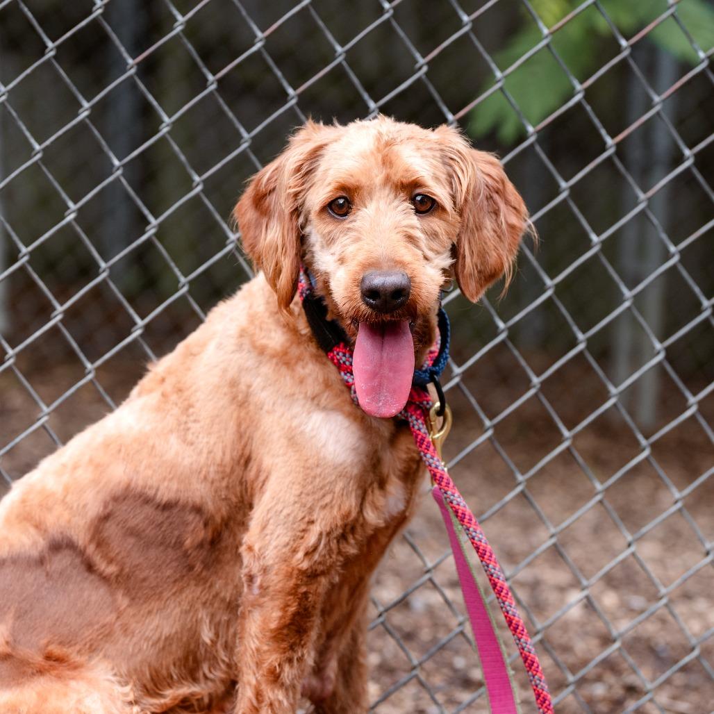 Enlarge Cherry, a Adoptable Labradoodle in Chester Springs, PA image 2/6