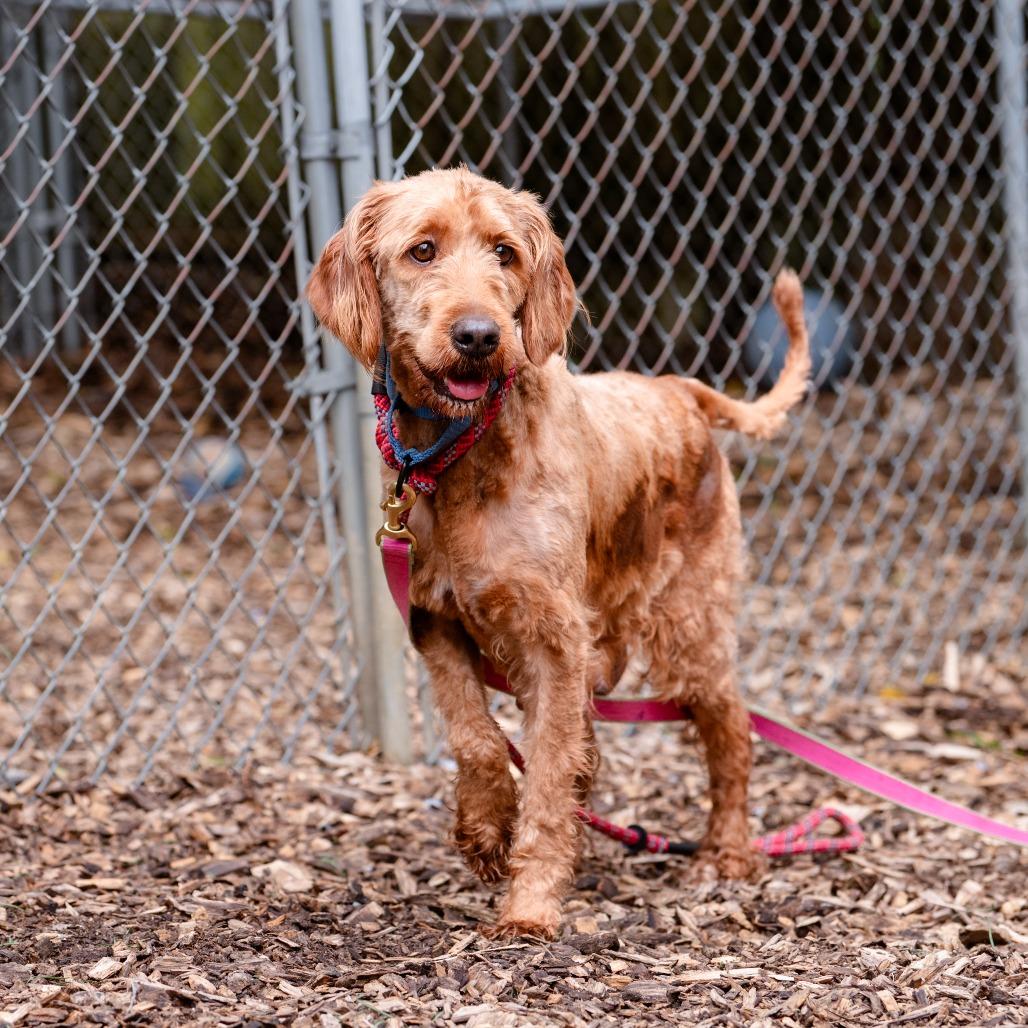 Enlarge Cherry, a Adoptable Labradoodle in Chester Springs, PA image 4/6