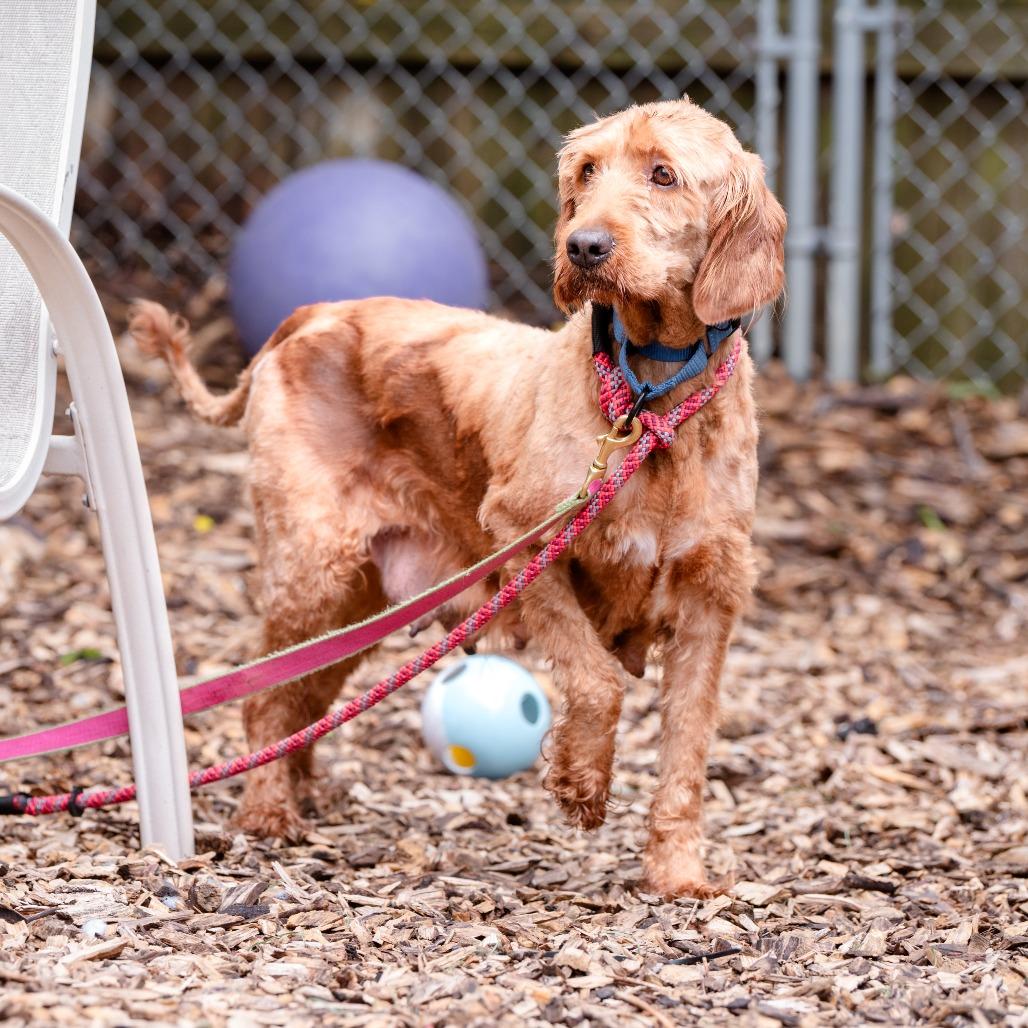 Enlarge Cherry, a Adoptable Labradoodle in Chester Springs, PA image 5/6