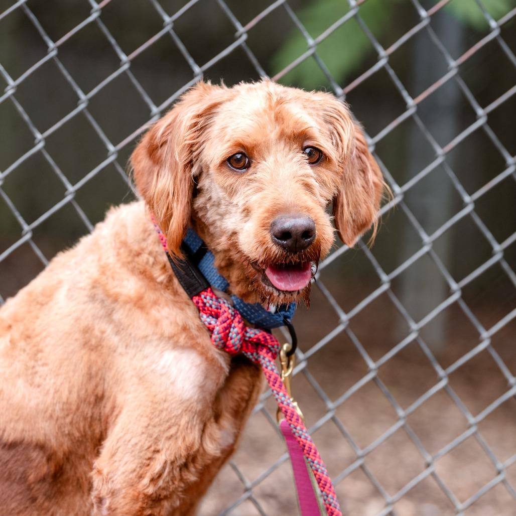 Cherry, Adult Female Labradoodle