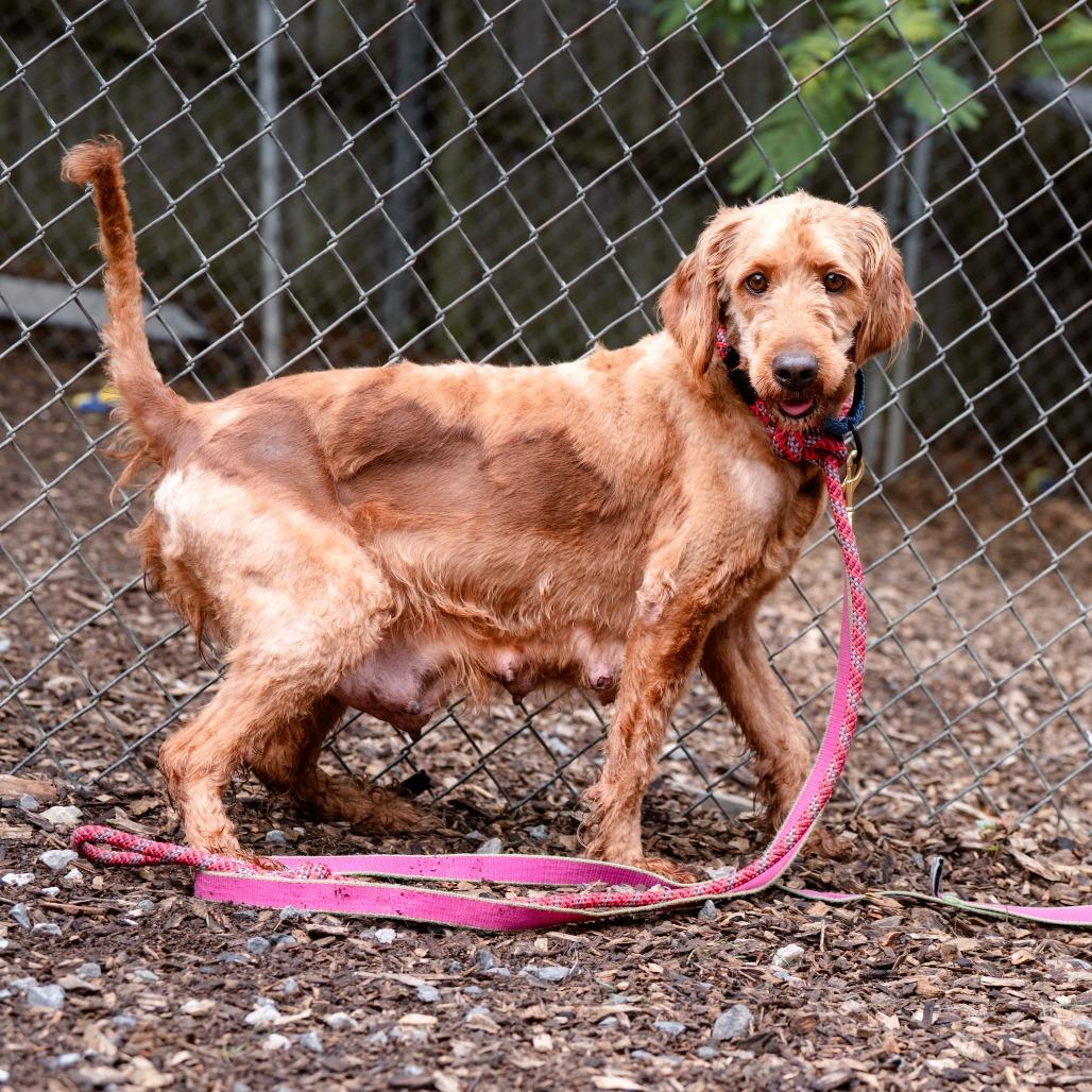 Cherry, an adoptable Labradoodle in Chester Springs, PA, 19425 | Photo Image 6