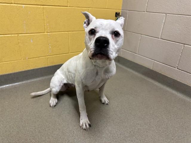 MAMAS, Adoptable, Adult Female Pit Bull Terrier & Mixed Breed.