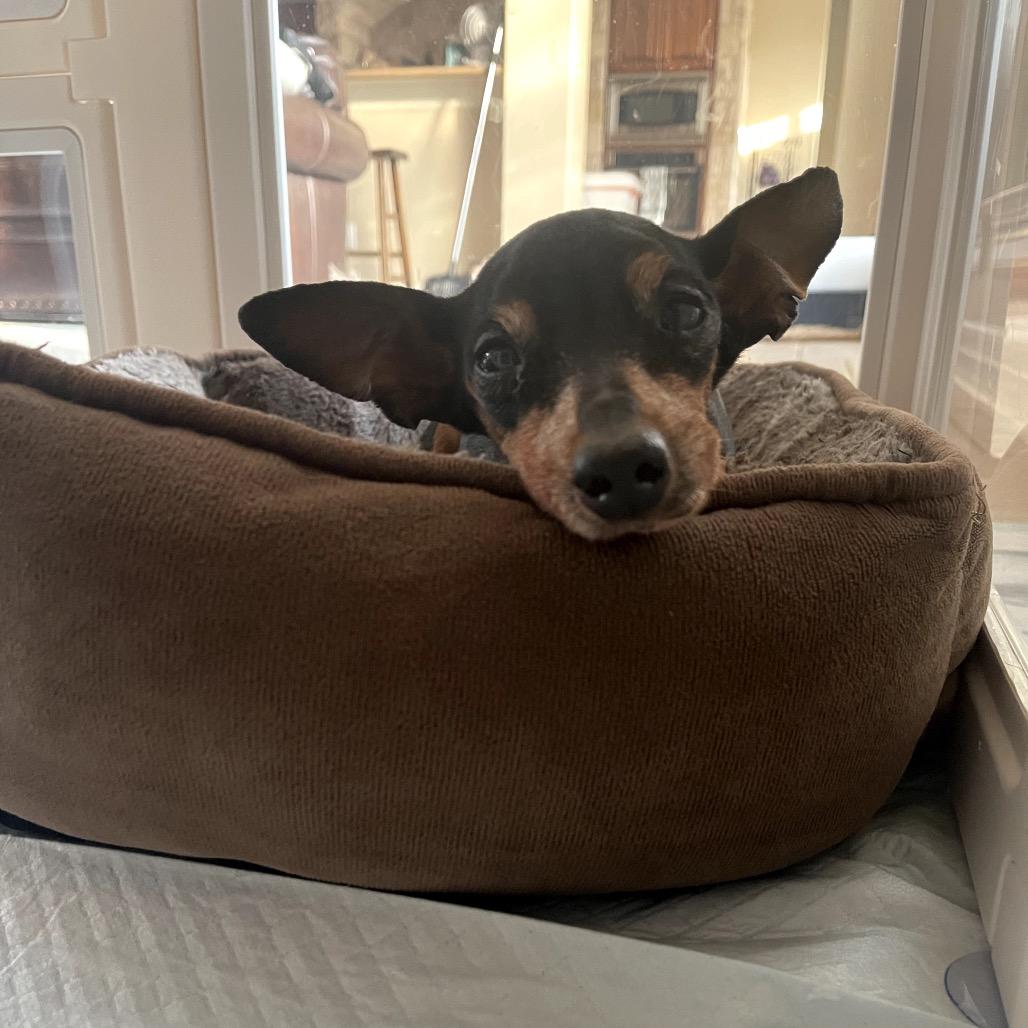 Enlarge Gisele, a Adoptable Miniature Pinscher in Austin, TX image 2/6