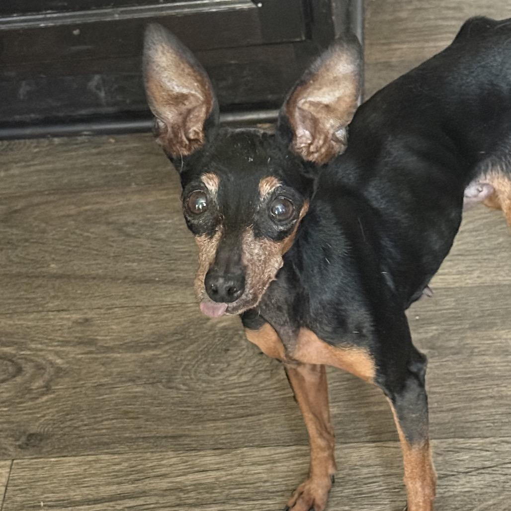 Enlarge Gisele, a Adoptable Miniature Pinscher in Austin, TX image 4/6