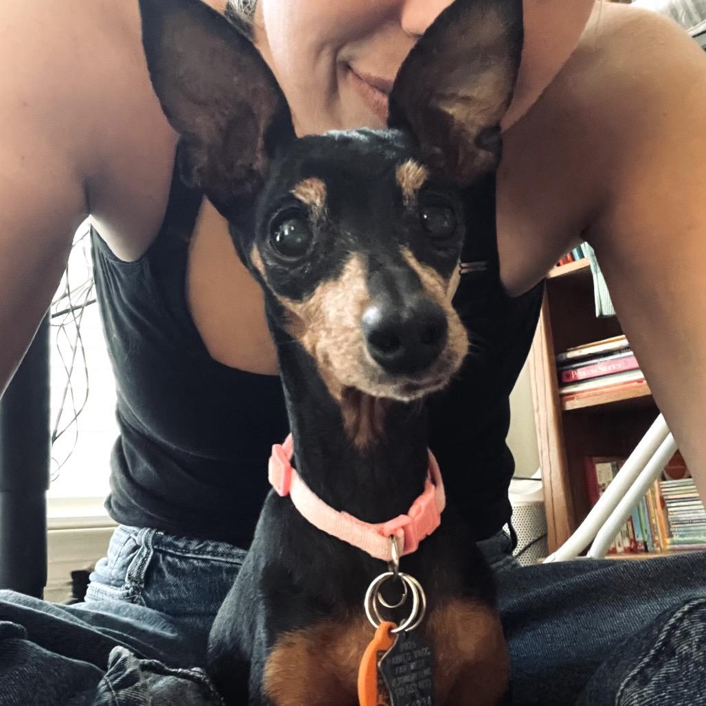 Enlarge Gisele, a Adoptable Miniature Pinscher in Austin, TX image 5/6