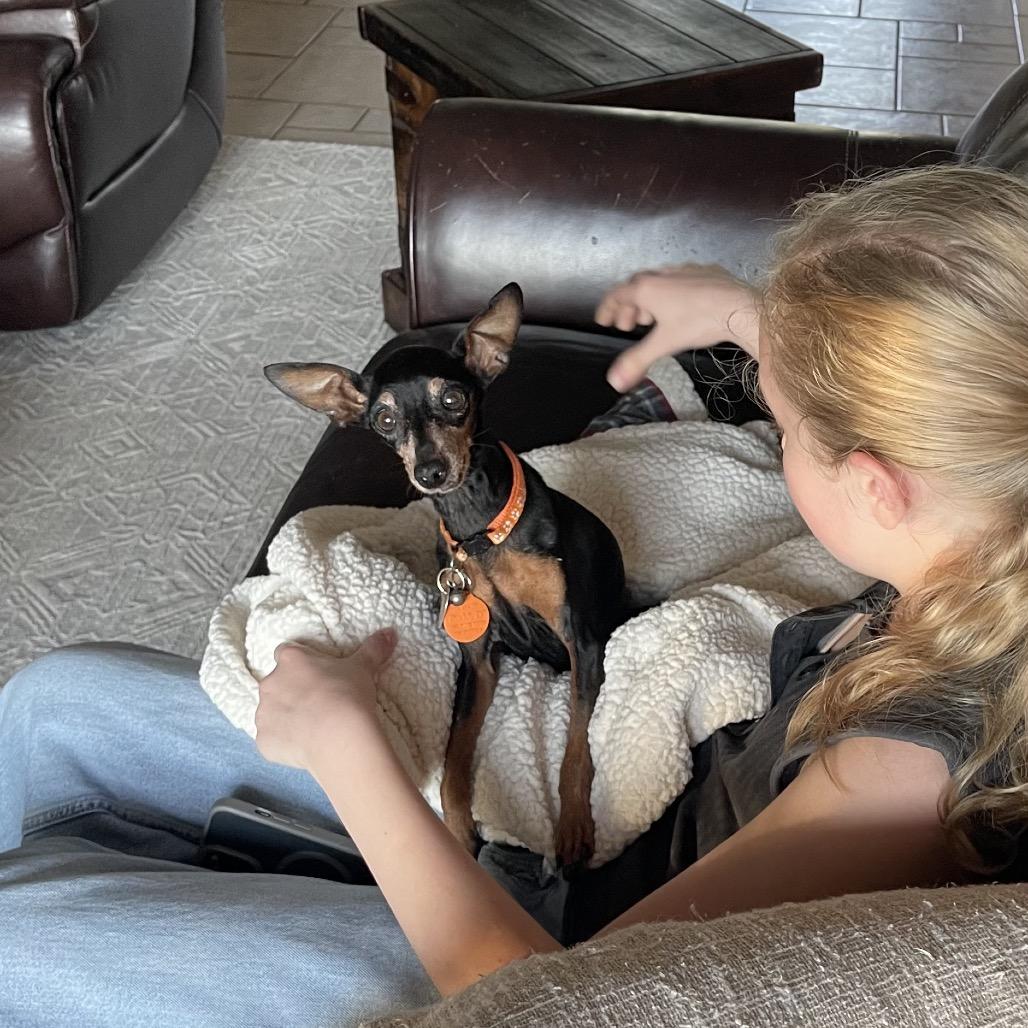 Enlarge Gisele, a Adoptable Miniature Pinscher in Austin, TX image 6/6