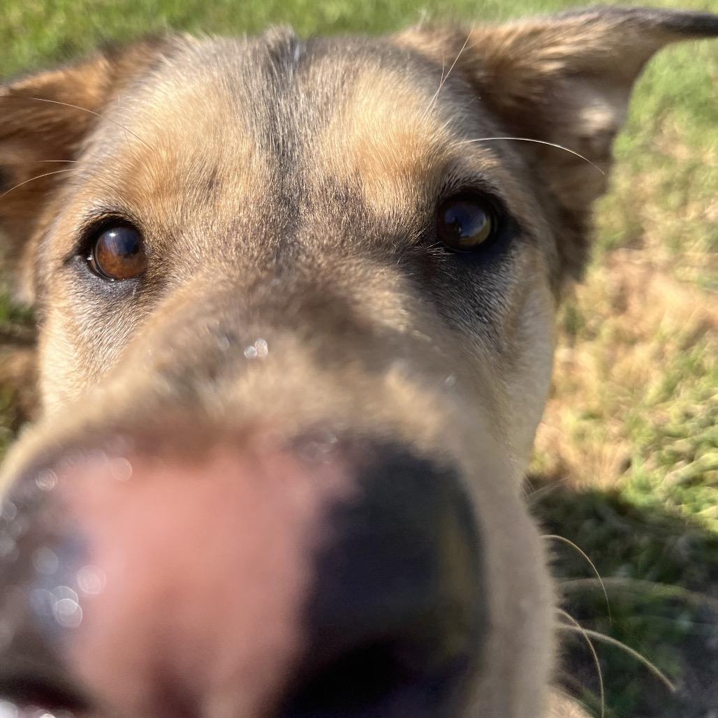 Arrow, Adoptable, Adult Male Mixed Breed.