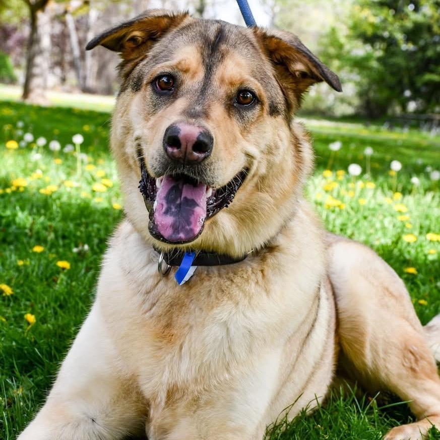 Arrow, a Adoptable Mixed Breed in Spokane, WA image 2/6