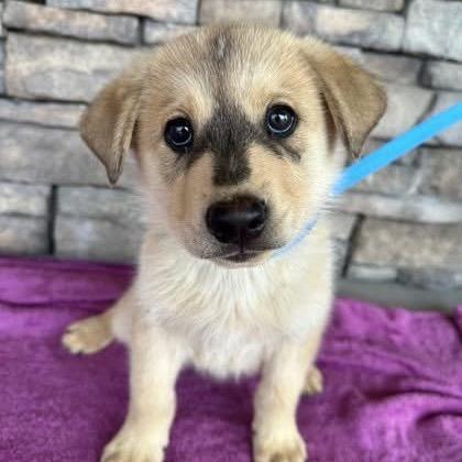 Arrow, a Adoptable Mixed Breed in Spokane, WA image 3/6