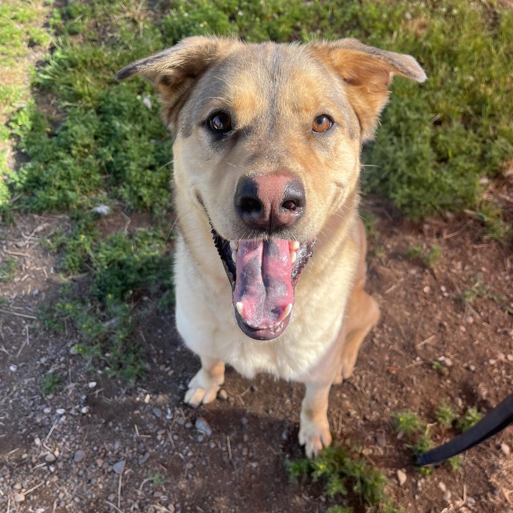 Arrow, a Adoptable Mixed Breed in Spokane, WA image 4/6