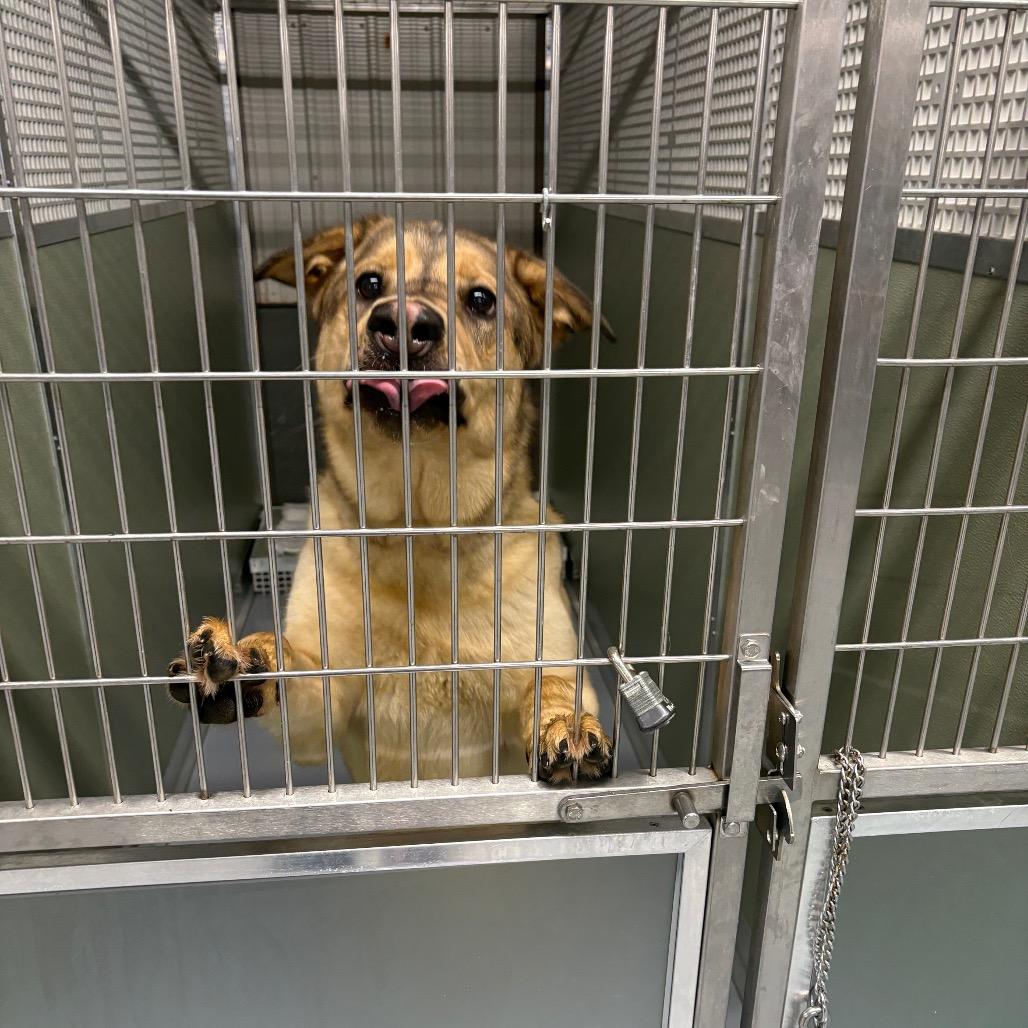 Arrow, a Adoptable Mixed Breed in Spokane, WA image 5/6