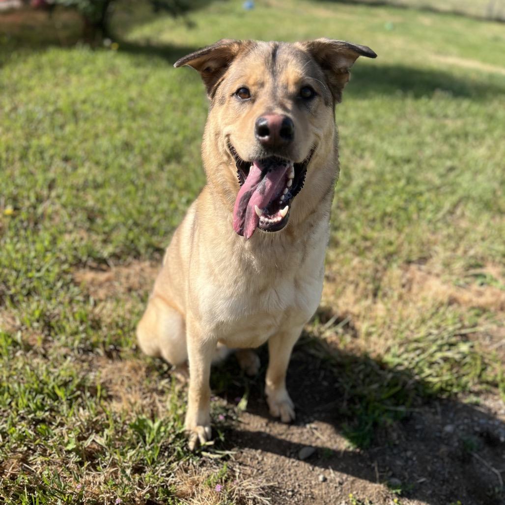 Arrow, a Adoptable Mixed Breed in Spokane, WA image 6/6