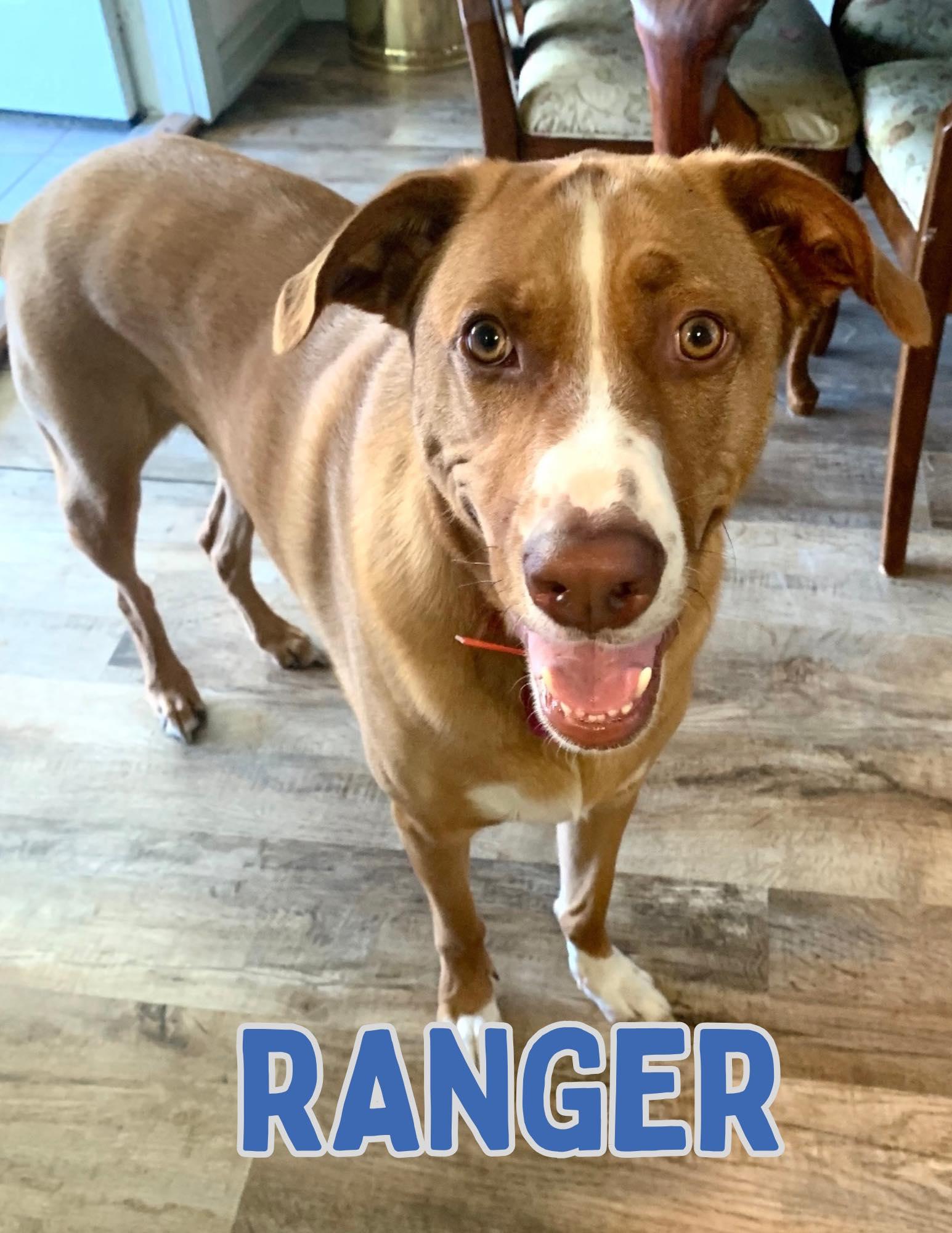 Ranger, Adoptable, Adult Male American Bully.