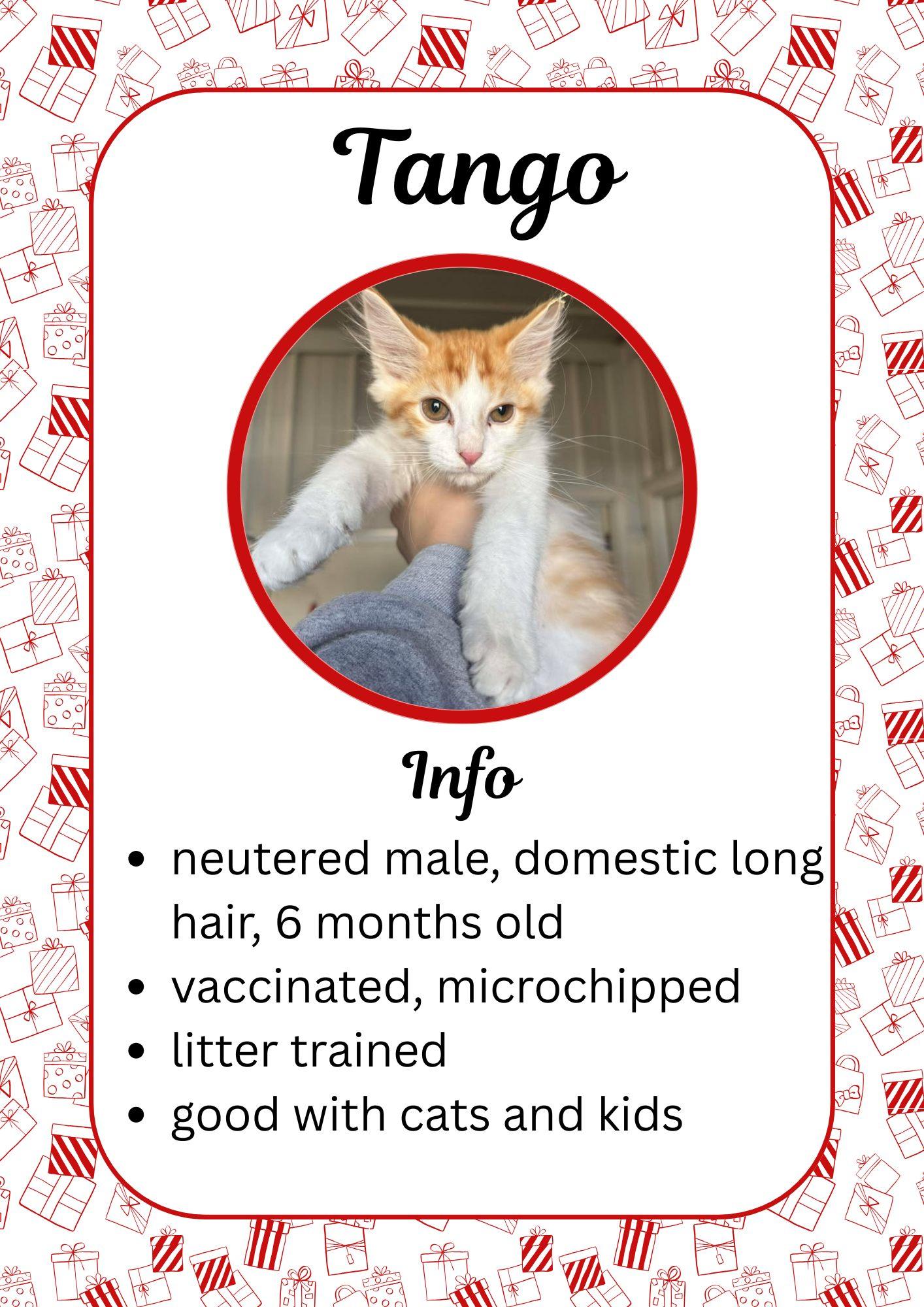 Enlarge Tango, a ADOPTABLE Domestic Short Hair in Greensburg, IN image 1/1