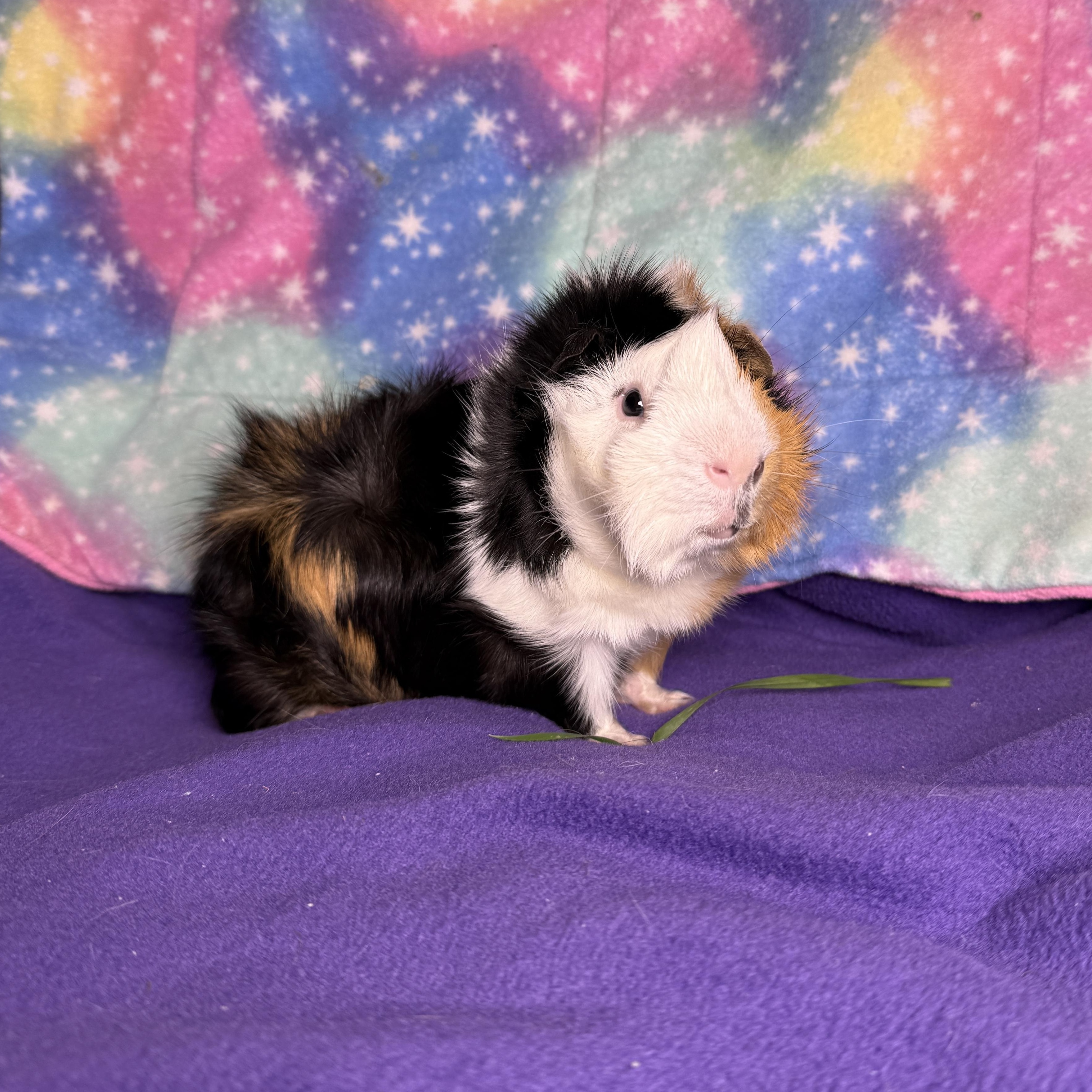 Gage, ADOPTABLE, Adult Male Abyssinian.