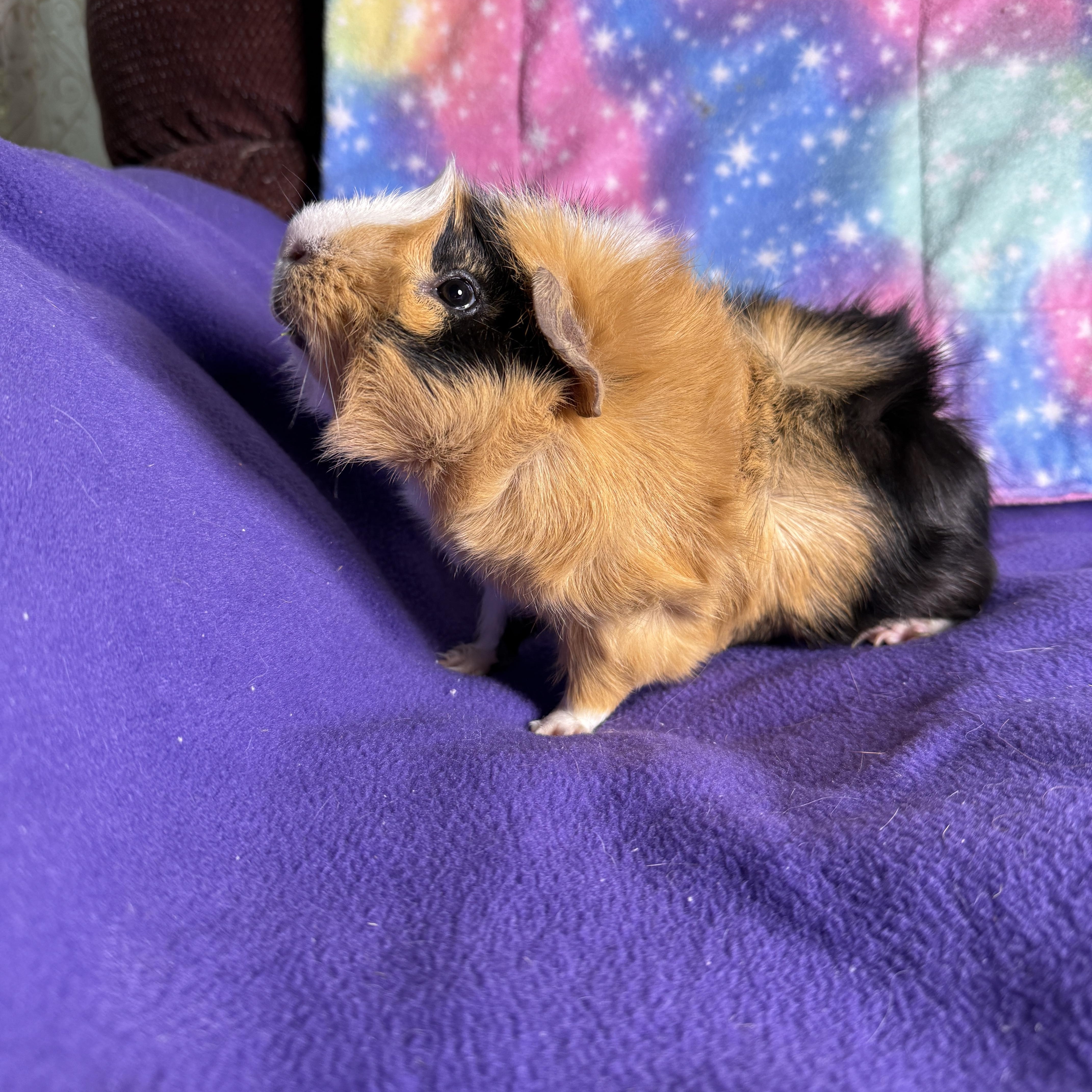 Enlarge Gage, a ADOPTABLE Abyssinian in San Antonio, TX image 2/2