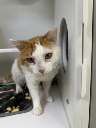 Kuzco, a Adoptable mixed breed in Traverse City, MI image 1/3