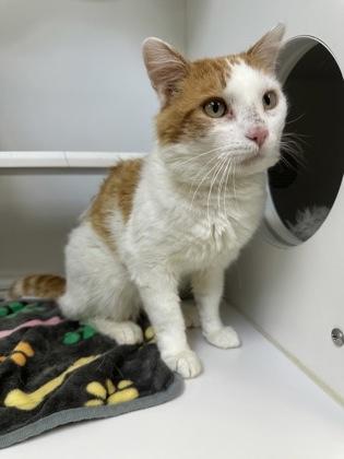 Kuzco, a Adoptable mixed breed in Traverse City, MI image 2/3
