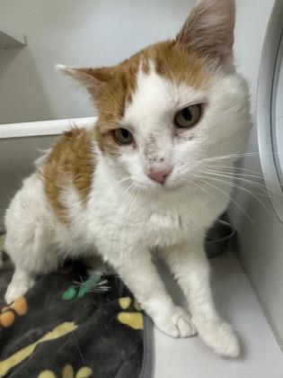 Kuzco, a Adoptable mixed breed in Traverse City, MI image 3/3