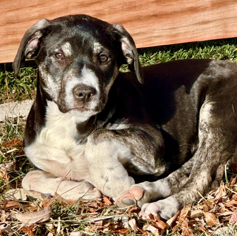 Enlarge Snickers, an adopted mixed breed in Mead, CO image 1/6