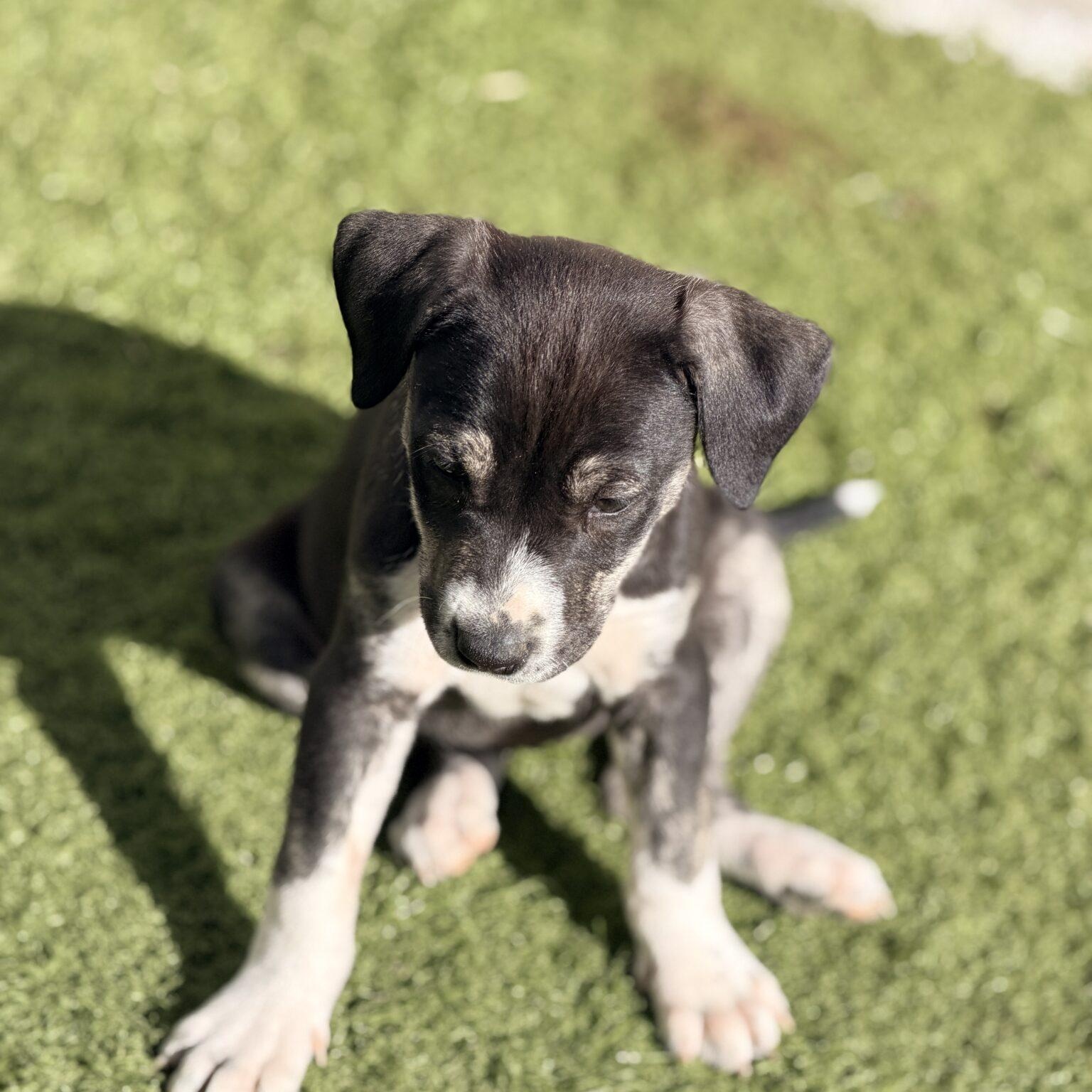 Snickers, a Adoptable mixed breed in Mead, CO image 3/6