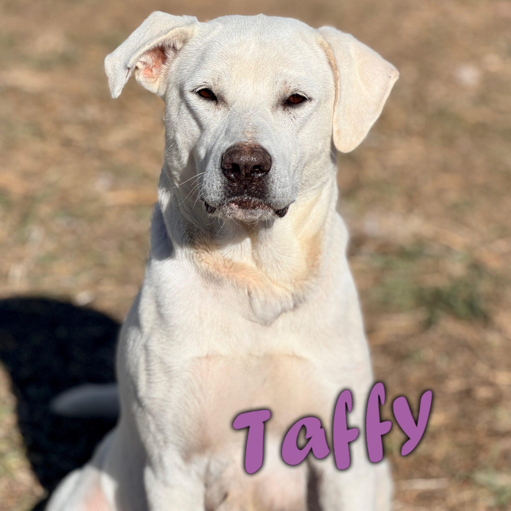 Snickers, a Adoptable mixed breed in Mead, CO image 6/6