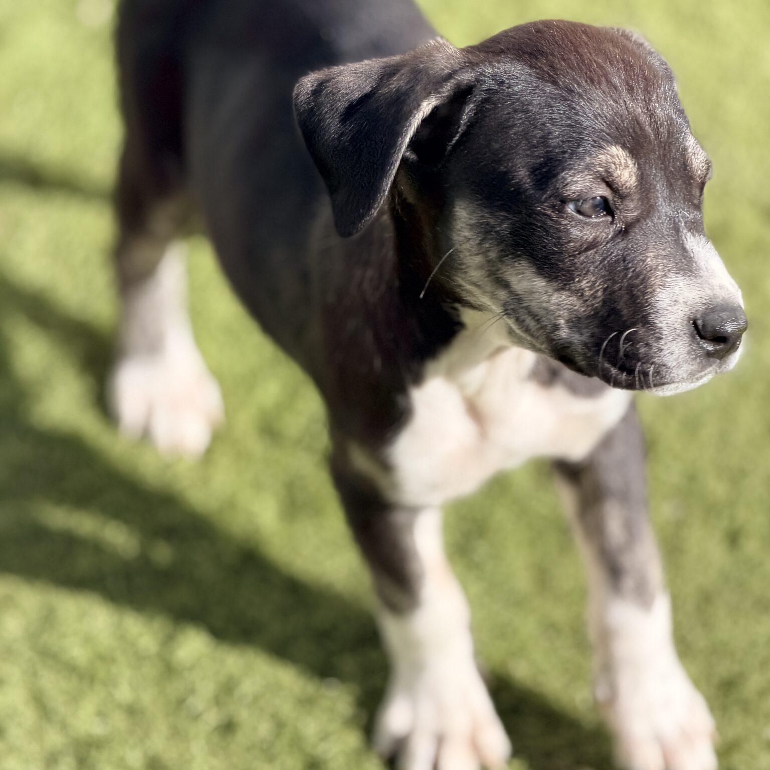 Snickers, a Adoptable mixed breed in Mead, CO image 5/6