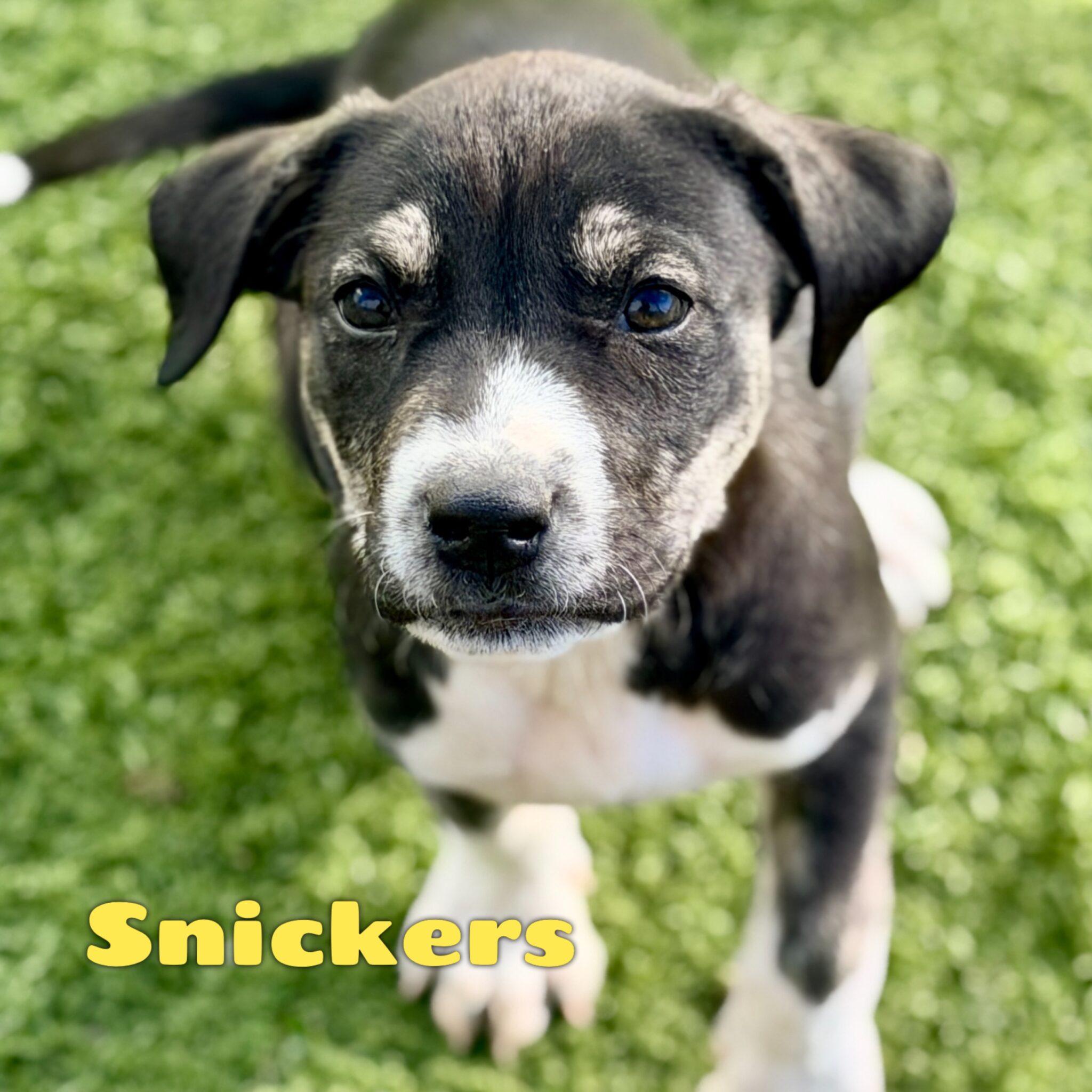 Snickers, a Adoptable mixed breed in Mead, CO image 4/6