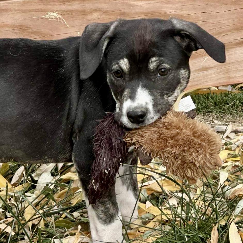 Snickers, a Adoptable mixed breed in Mead, CO image 1/6