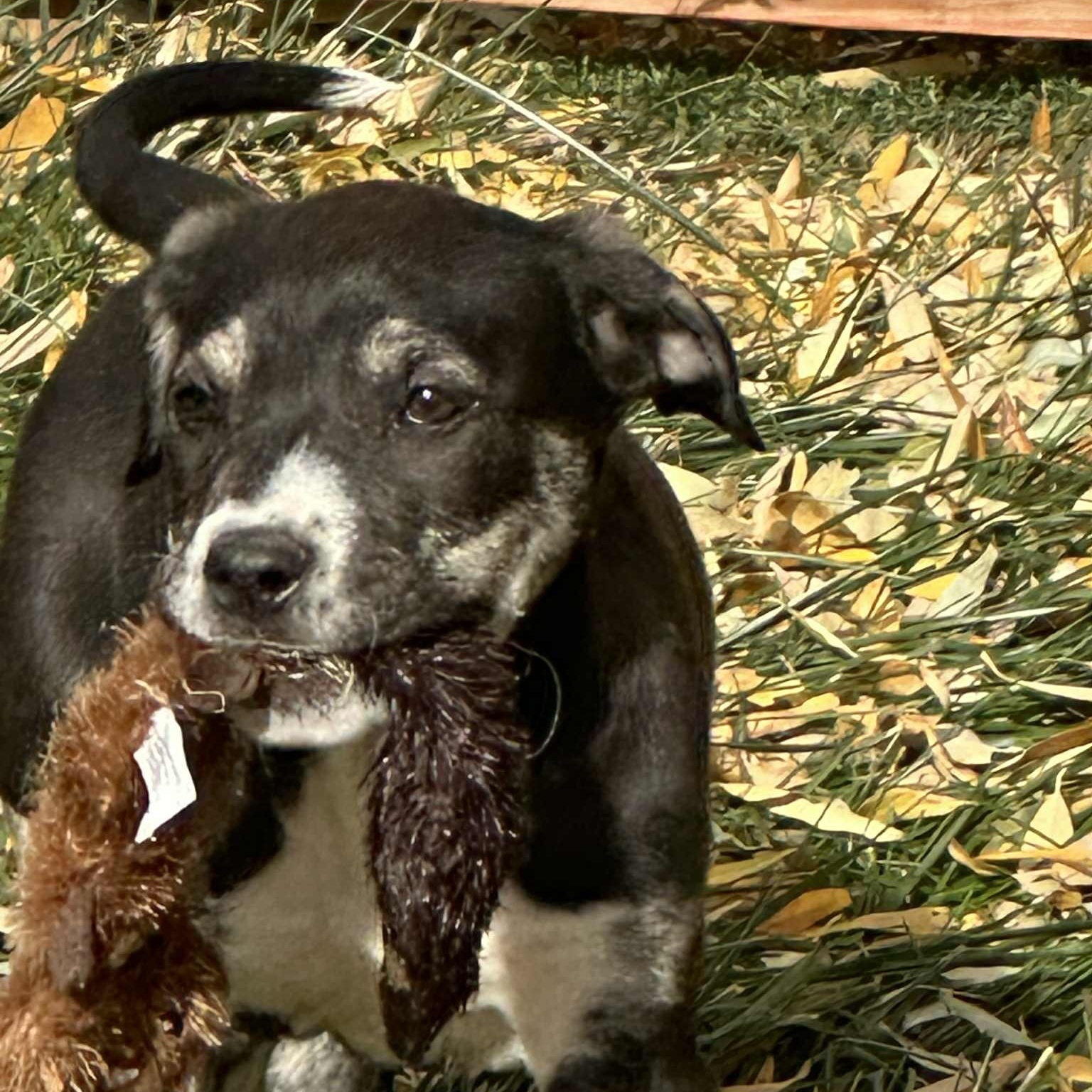 Snickers, a Adoptable mixed breed in Mead, CO image 2/6