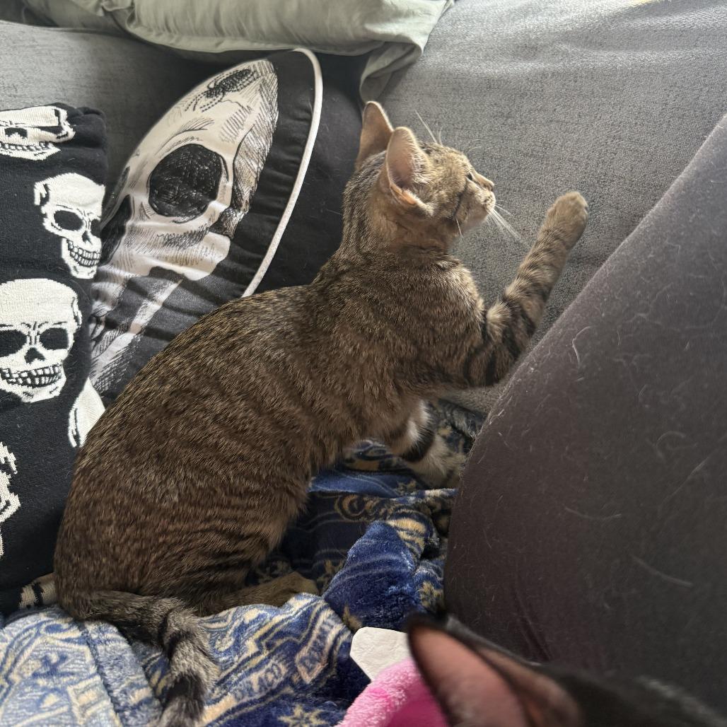 Merida 25-112, Adoptable, Young Female Domestic Short Hair.